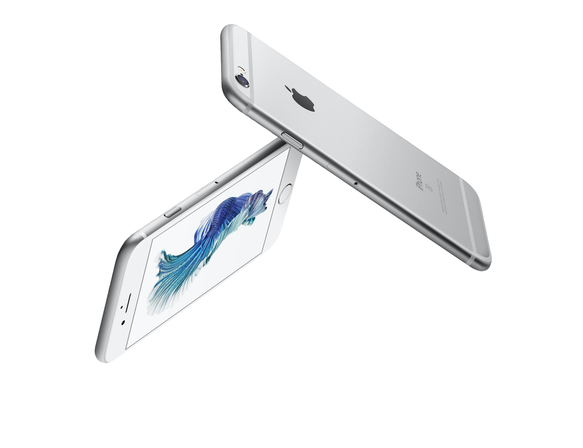 Zwei silberne iPhones, eines zeigt einen blauen Kampffisch auf dem Bildschirm, isoliert.