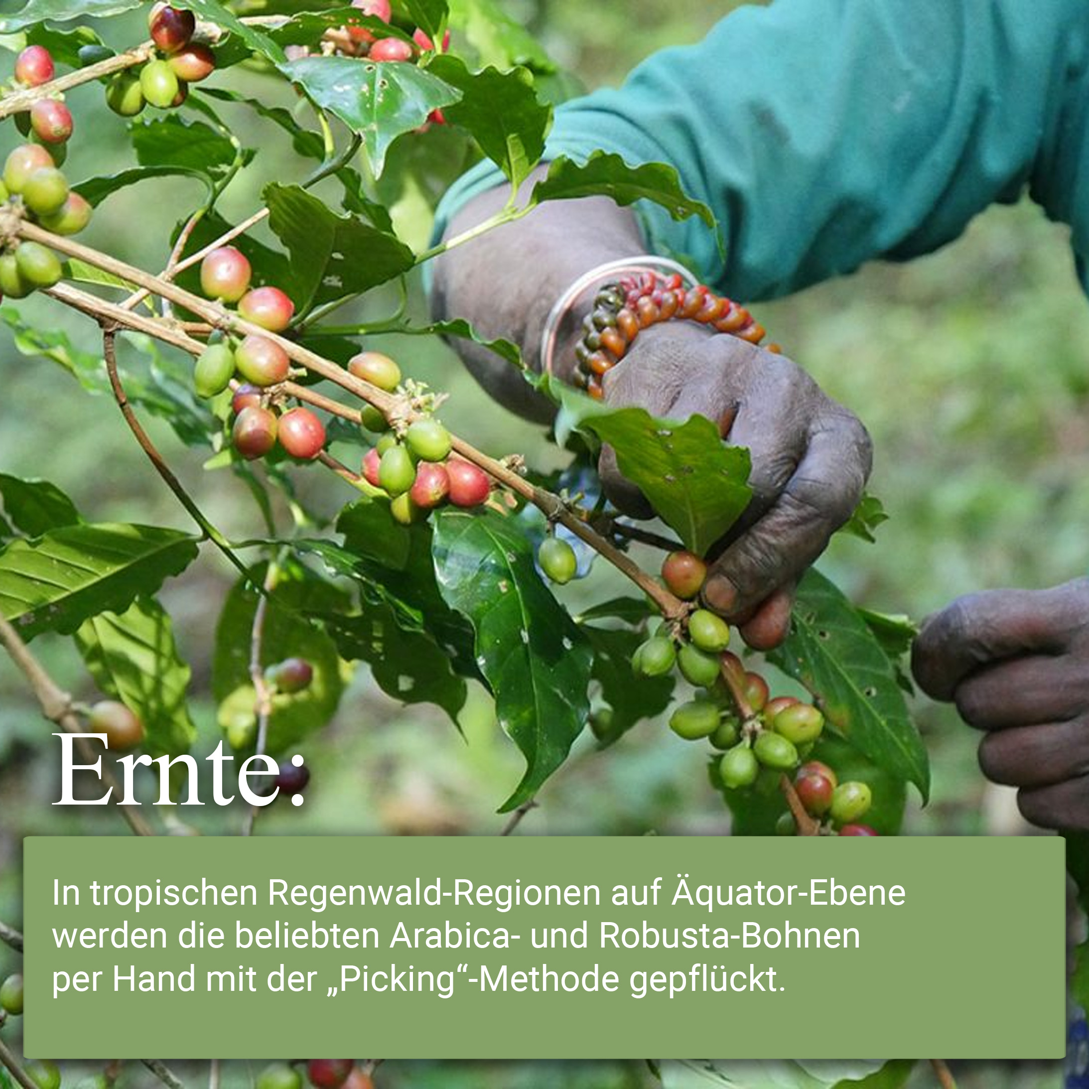 Hände, die Kaffeekirschen von einem Ast pflücken. Deutscher Text über die Ernte im Regenwald.