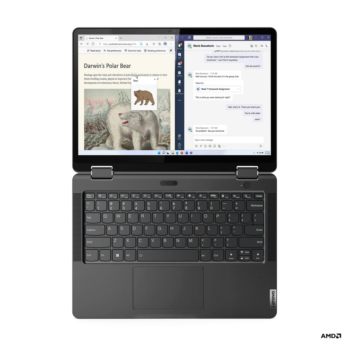 Laptop aperto, che mostra una pagina web sull'orso polare di Darwin e una finestra di chat.