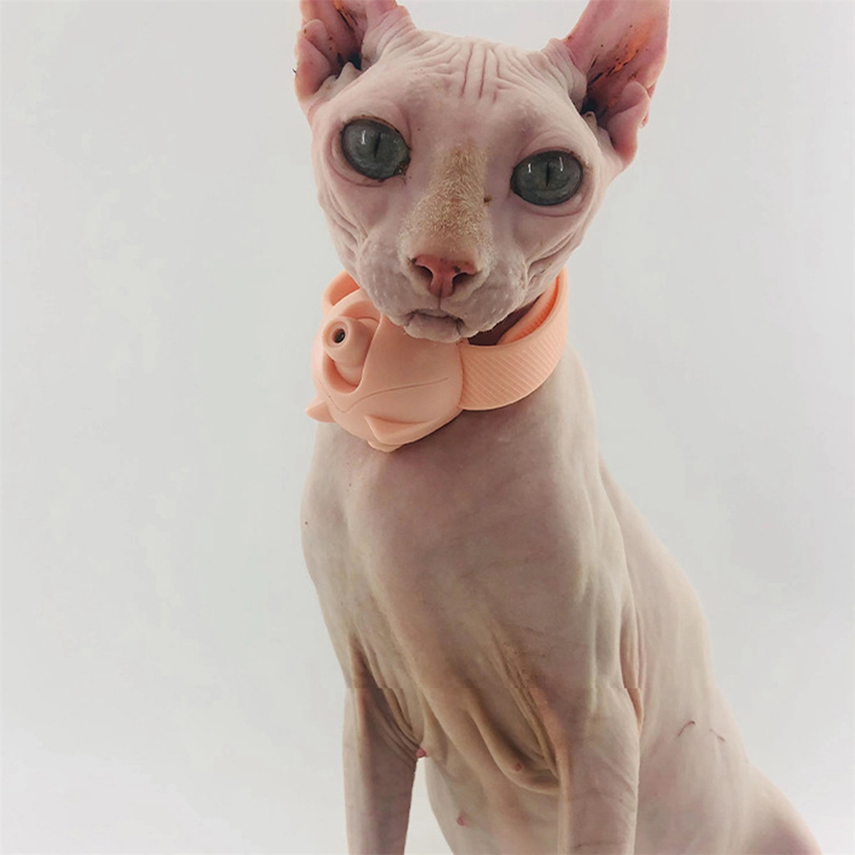 Eine haarlose Katze mit einem rosa Kragen, an dem sich eine Blume befindet.