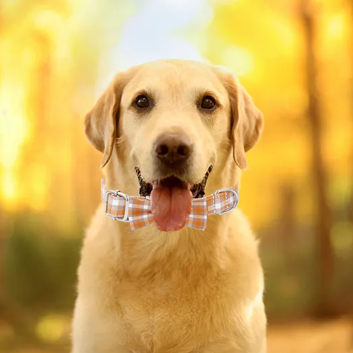 Ein gelber Labrador mit kariertem Halsband. Der Hintergrund ist verschwommenes Herbstlaub.
