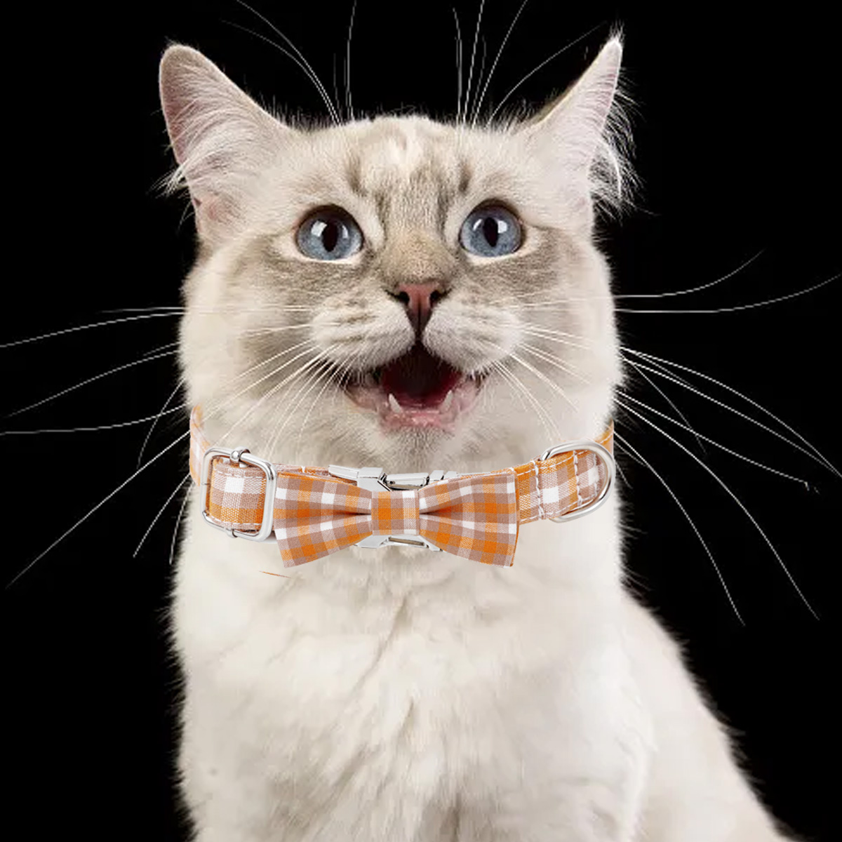 Eine Katze mit blauen Augen, die einen orange-weiß karierten Fliegenkragen trägt, schwarzer Hintergrund.