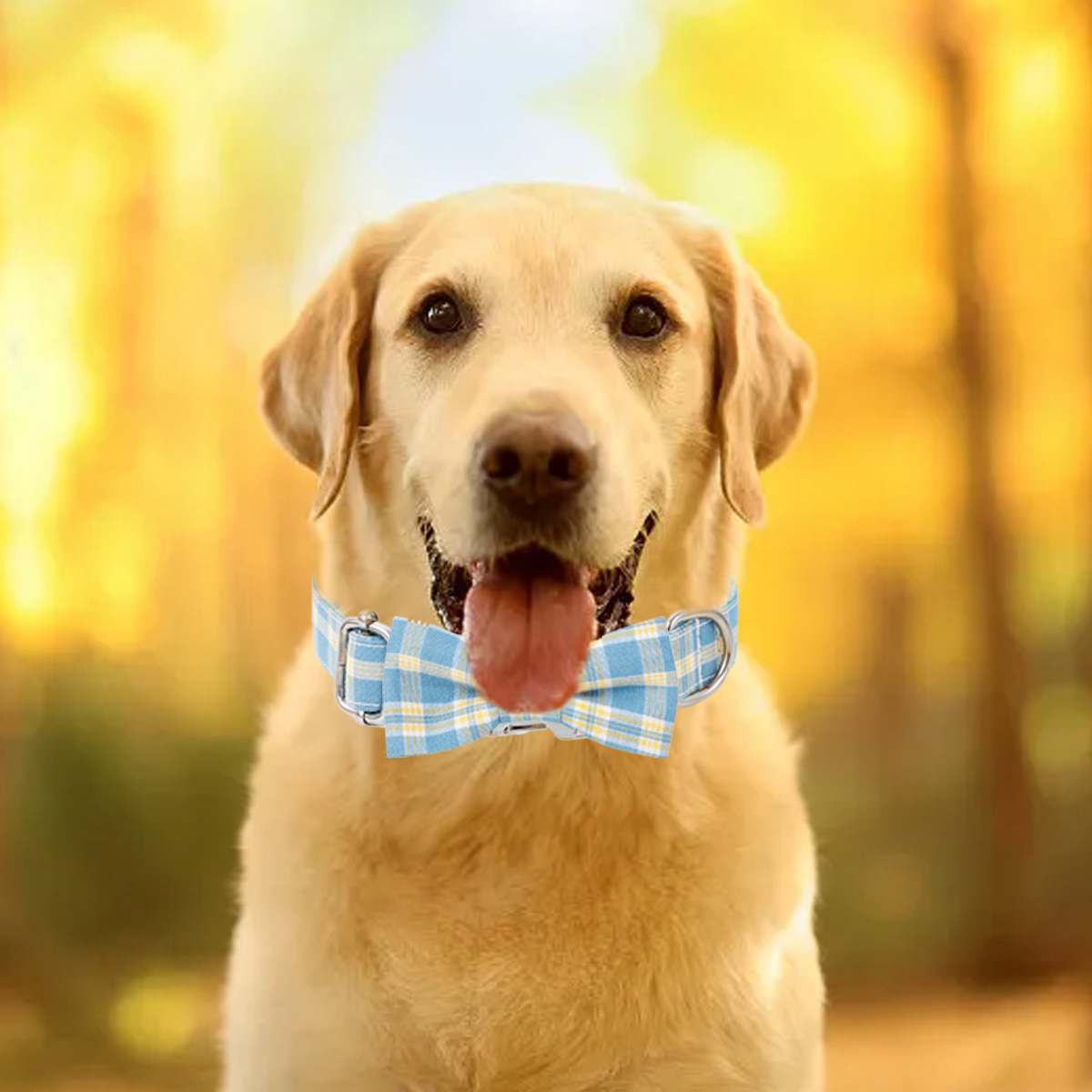 Ein gelber Labrador mit einer blauen Fliege und Halsband. Der Hund steht im Fokus mit verschwommenem Hintergrund.