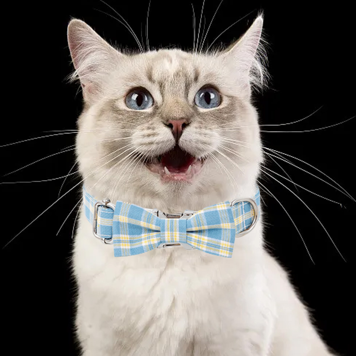 Katze mit blauen Augen und blau-gelber karierter Fliege.