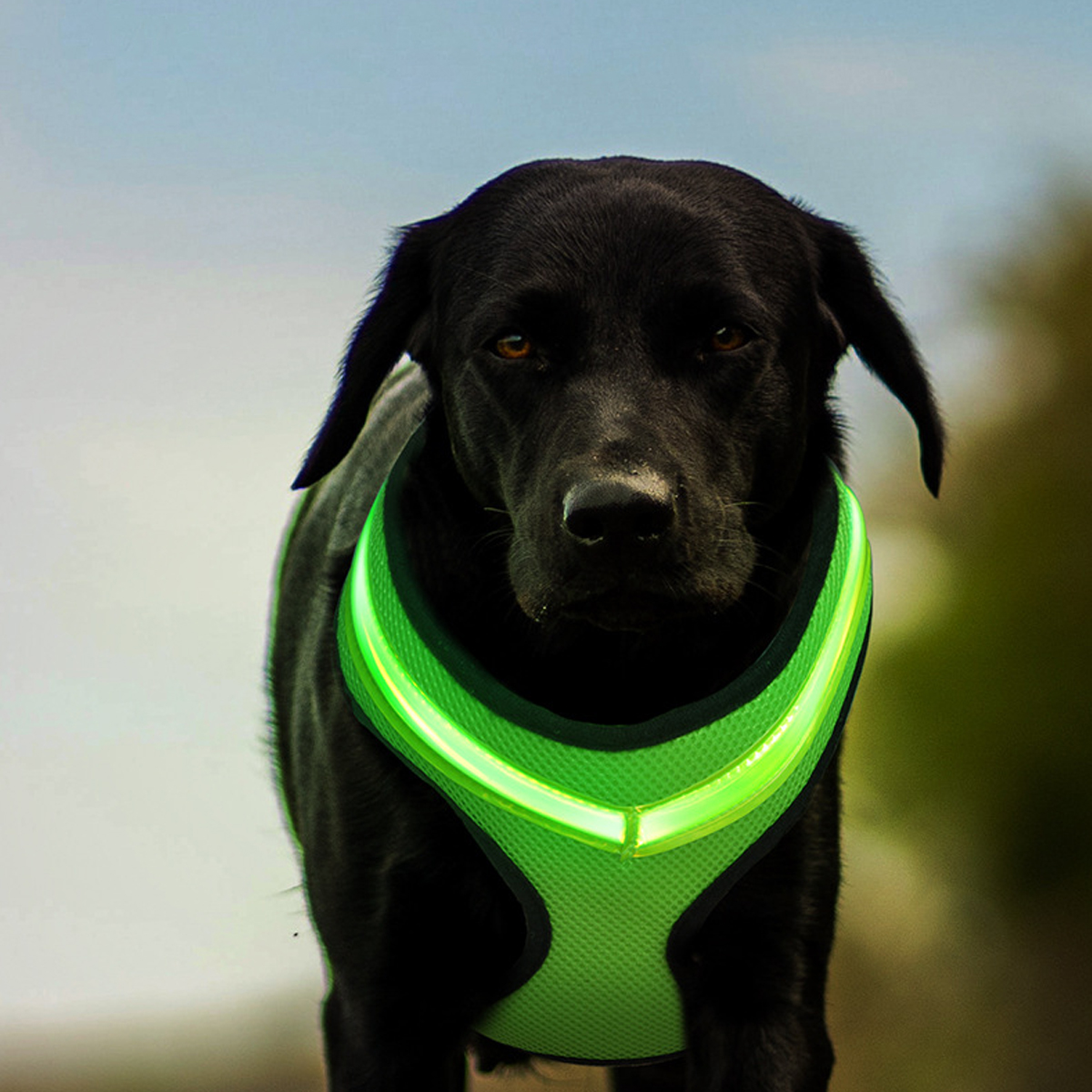 Schwarzer Hund mit grünem, leuchtendem LED-Geschirr, verschwommener Hintergrund.