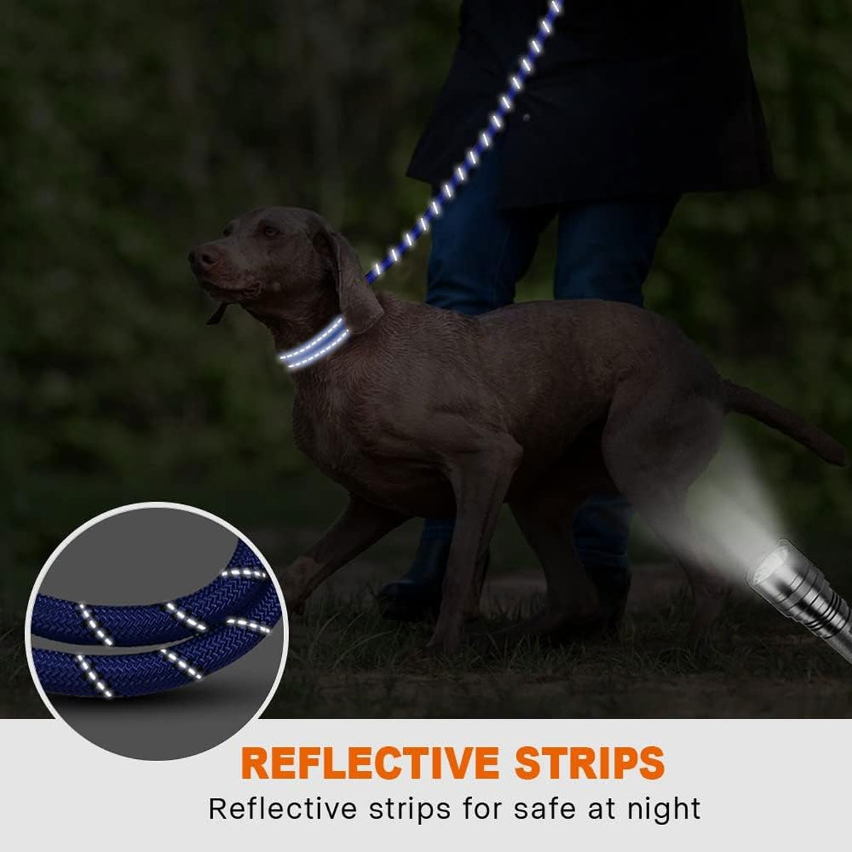 Hund mit reflektierendem Halsband und Leine. Eine Taschenlampe beleuchtet die reflektierenden Streifen.