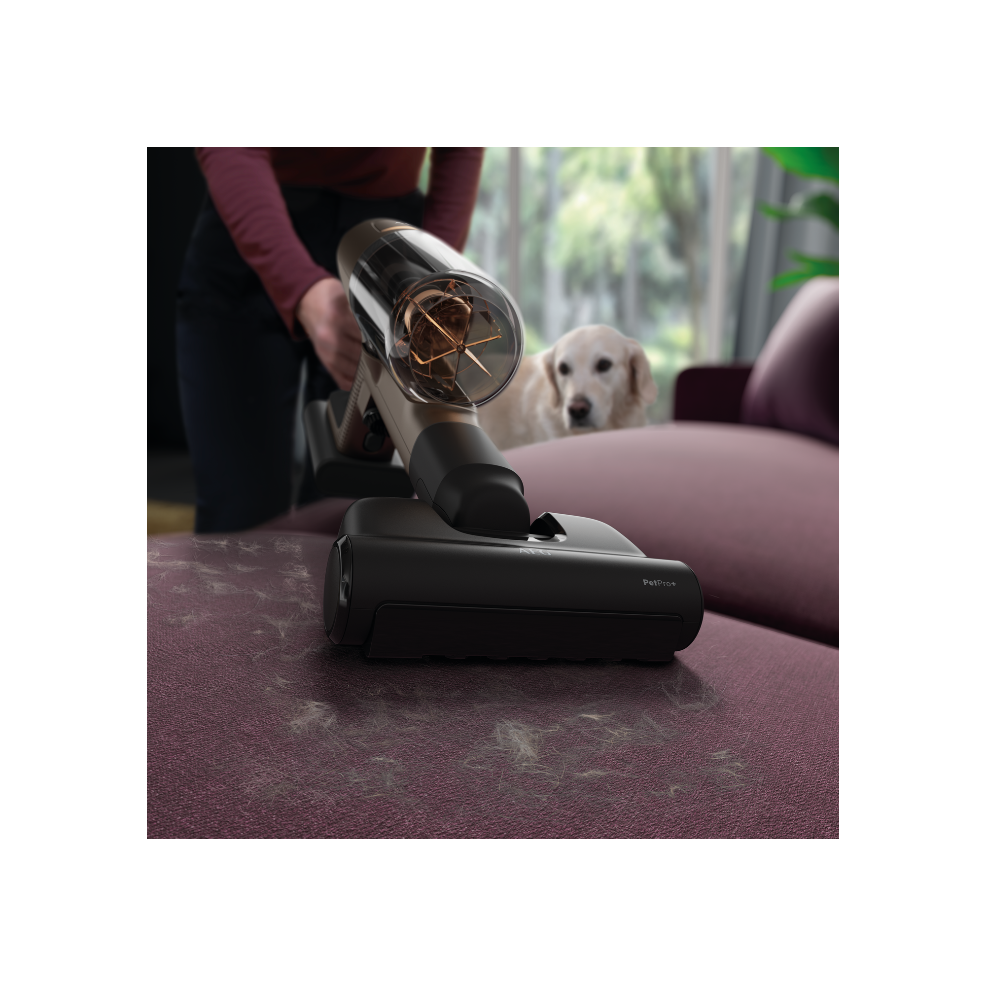 Persona aspirando un sofá morado con una aspiradora para mascotas. Un perro está en el fondo.