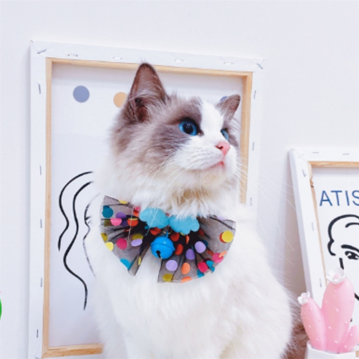 Weiße Katze mit blauen Augen trägt ein gepunktetes Halsband, vor einer weißen Leinwand.