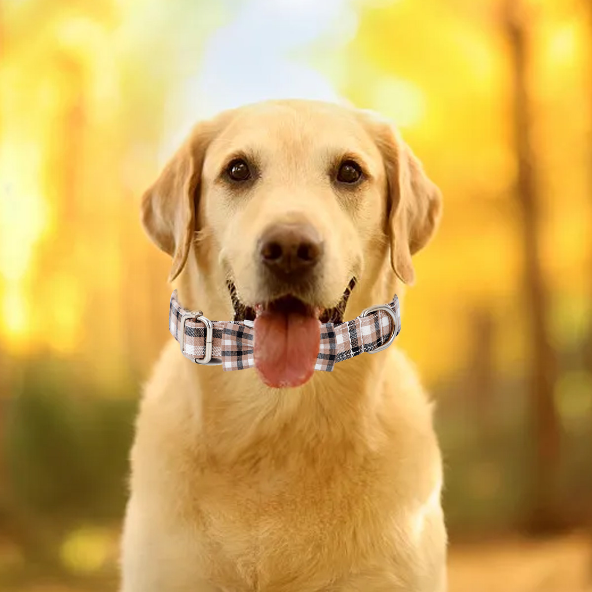 Ein gelber Labrador mit kariertem Halsband, Zunge draußen, vor Herbstlaub.
