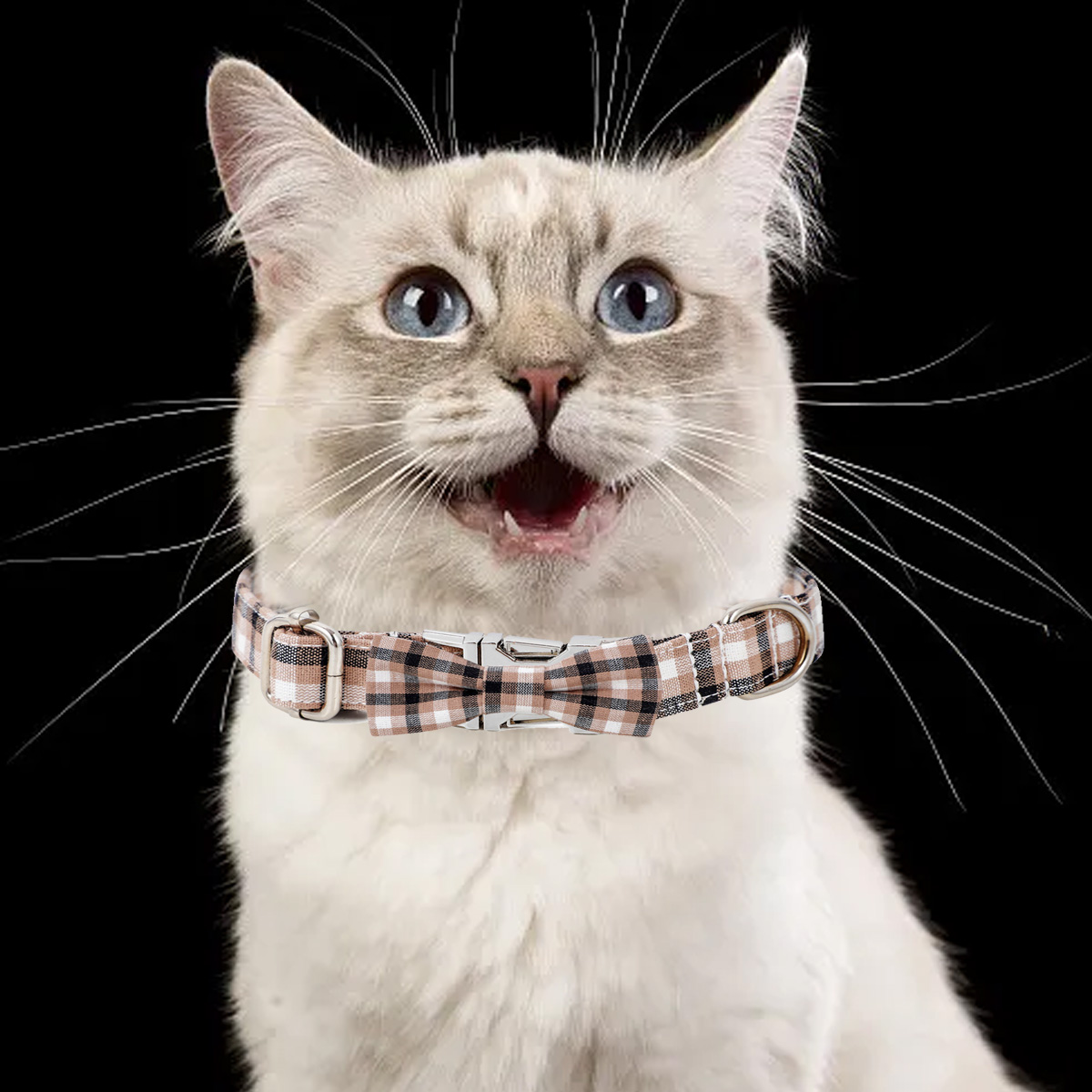 Eine Katze mit einem karierten Fliegenkragen. Die Katze hat blaue Augen und schaut nach oben.