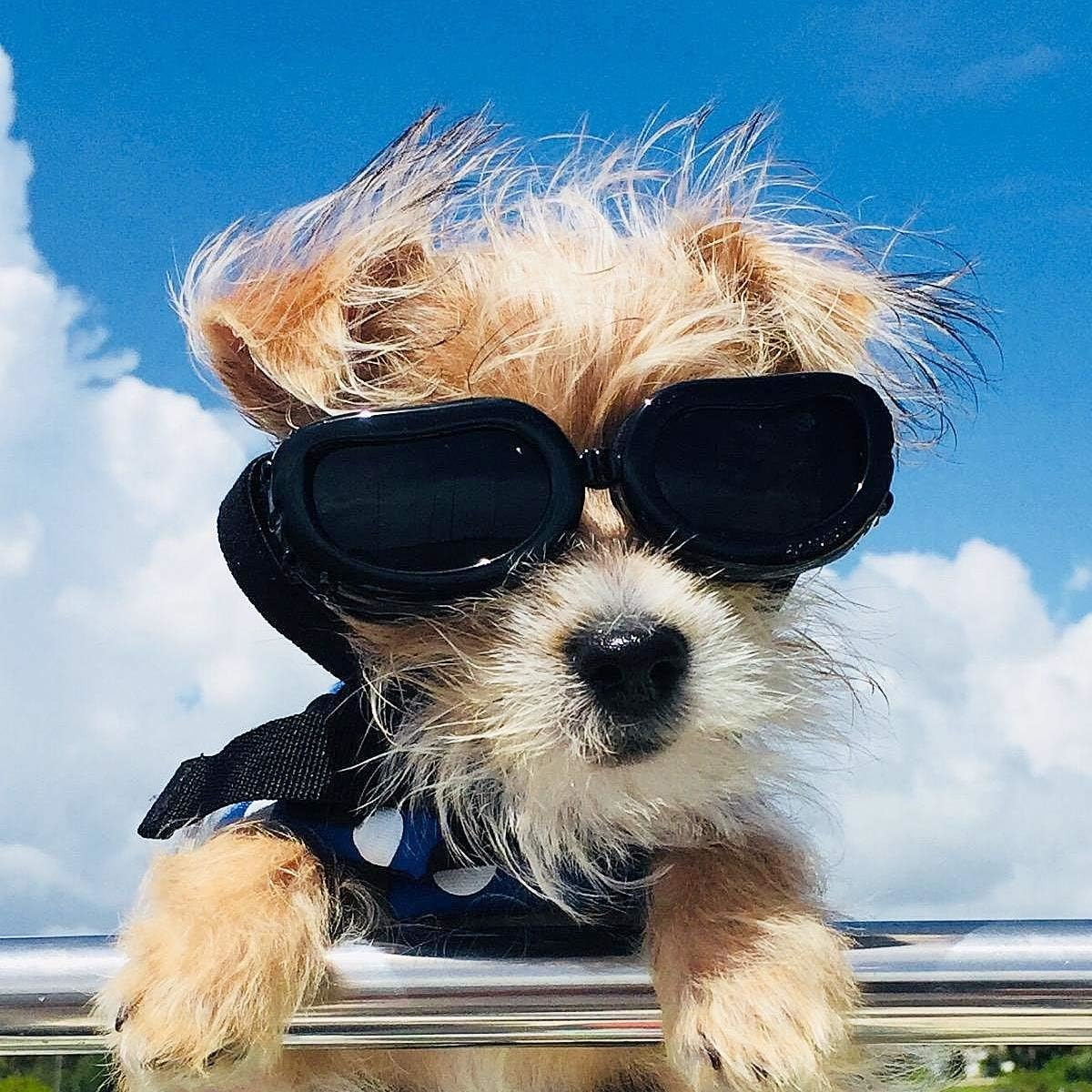 Kleiner Hund mit Sonnenbrille schaut in die Kamera, mit blauem Himmel im Hintergrund.