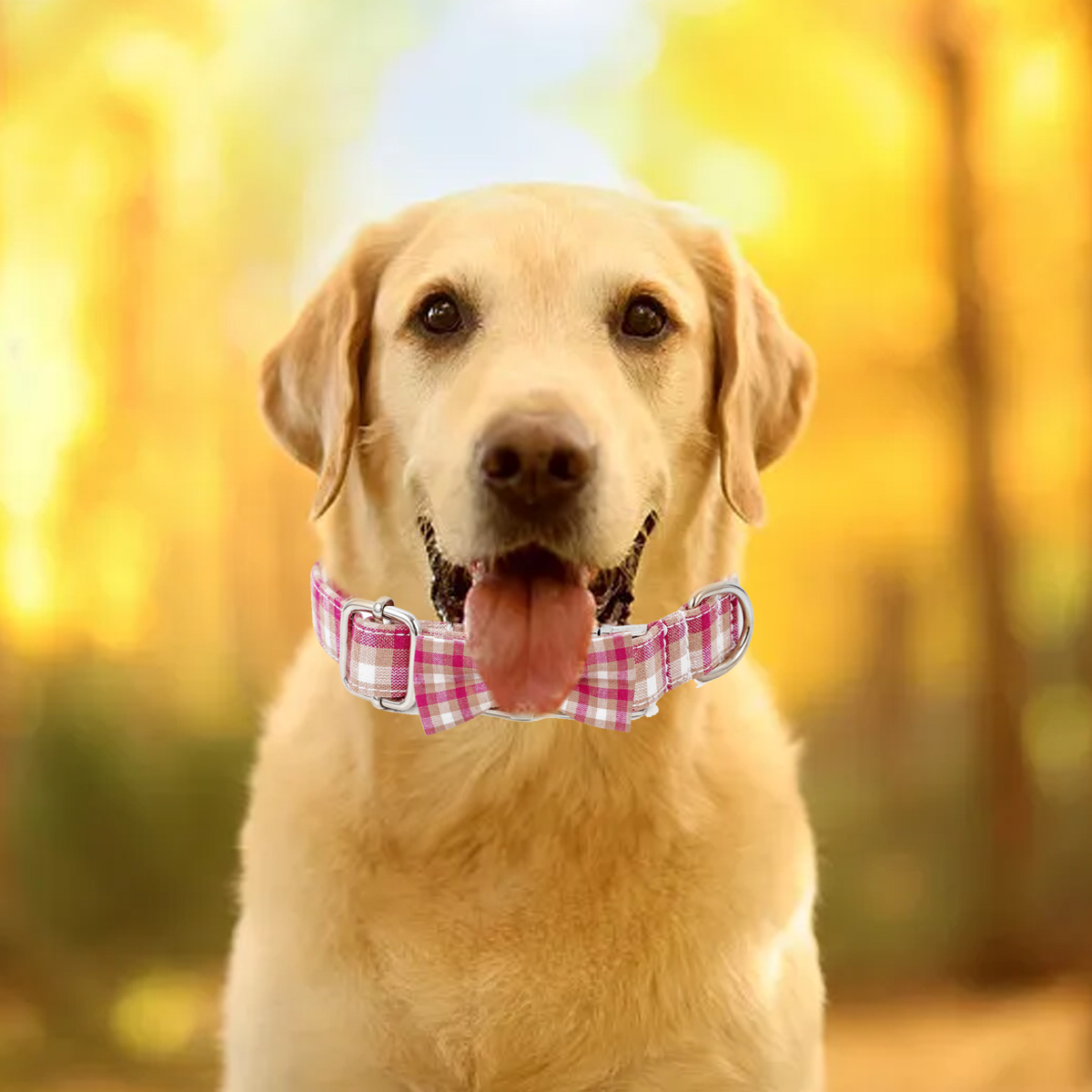 Golden Retriever Hund mit einem rosa-weiß karierten Halsband mit Fliege.