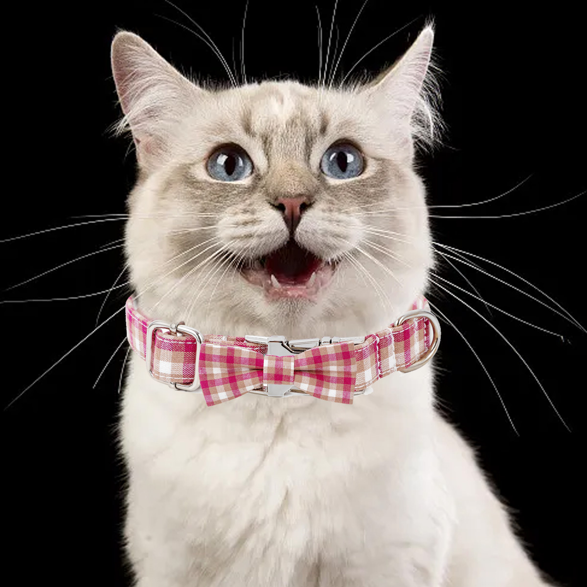 Eine hellgraue Katze mit blauen Augen, die einen rosa karierten Kragen trägt, lächelt.