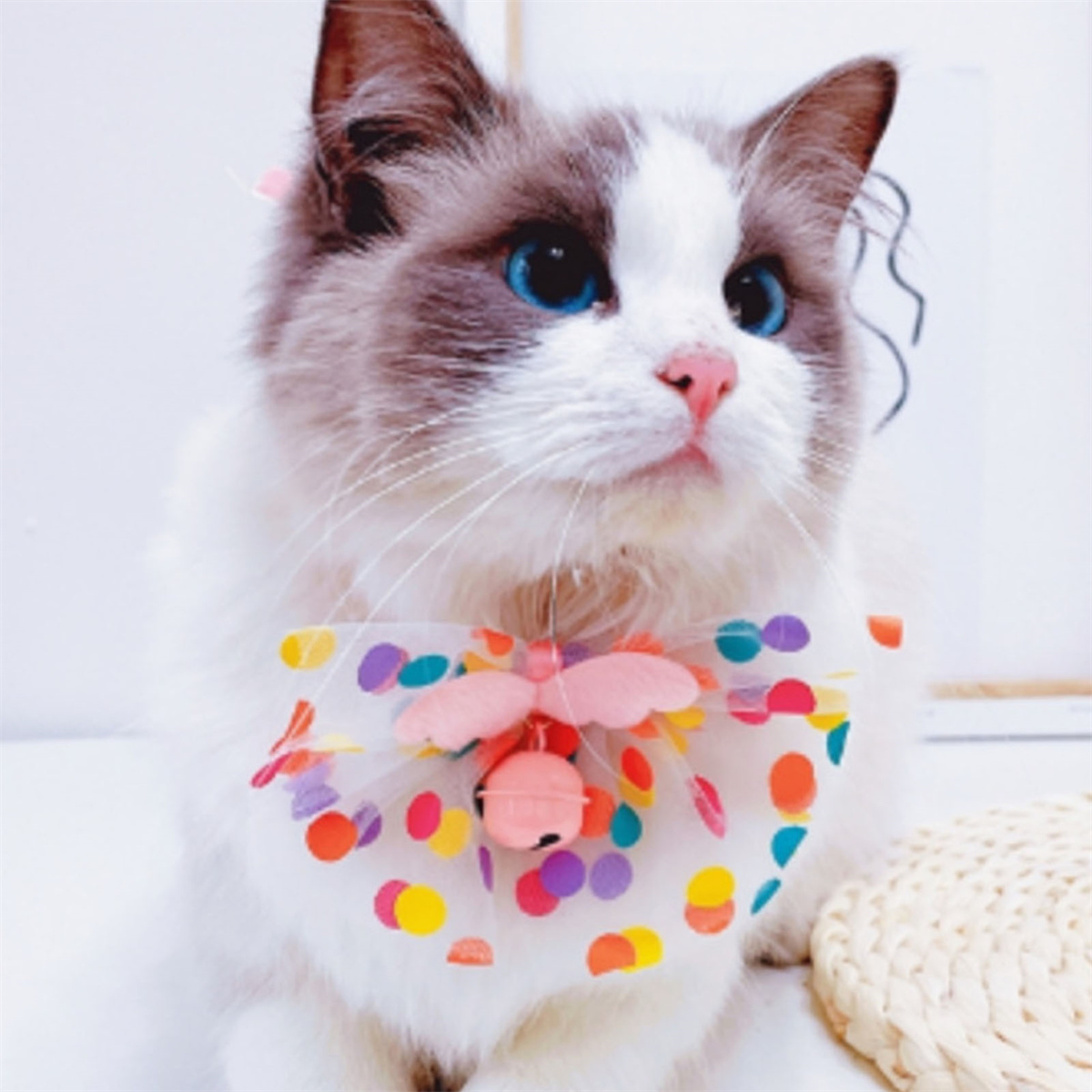 Eine weiß-graue Katze mit einer bunten gepunkteten Schleife, die nach oben schaut.