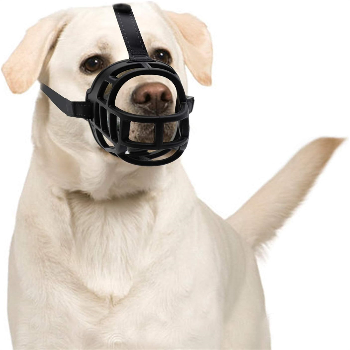 Ein weißer Hund mit schwarzem Maulkorb. Der Hund schaut in die Kamera.