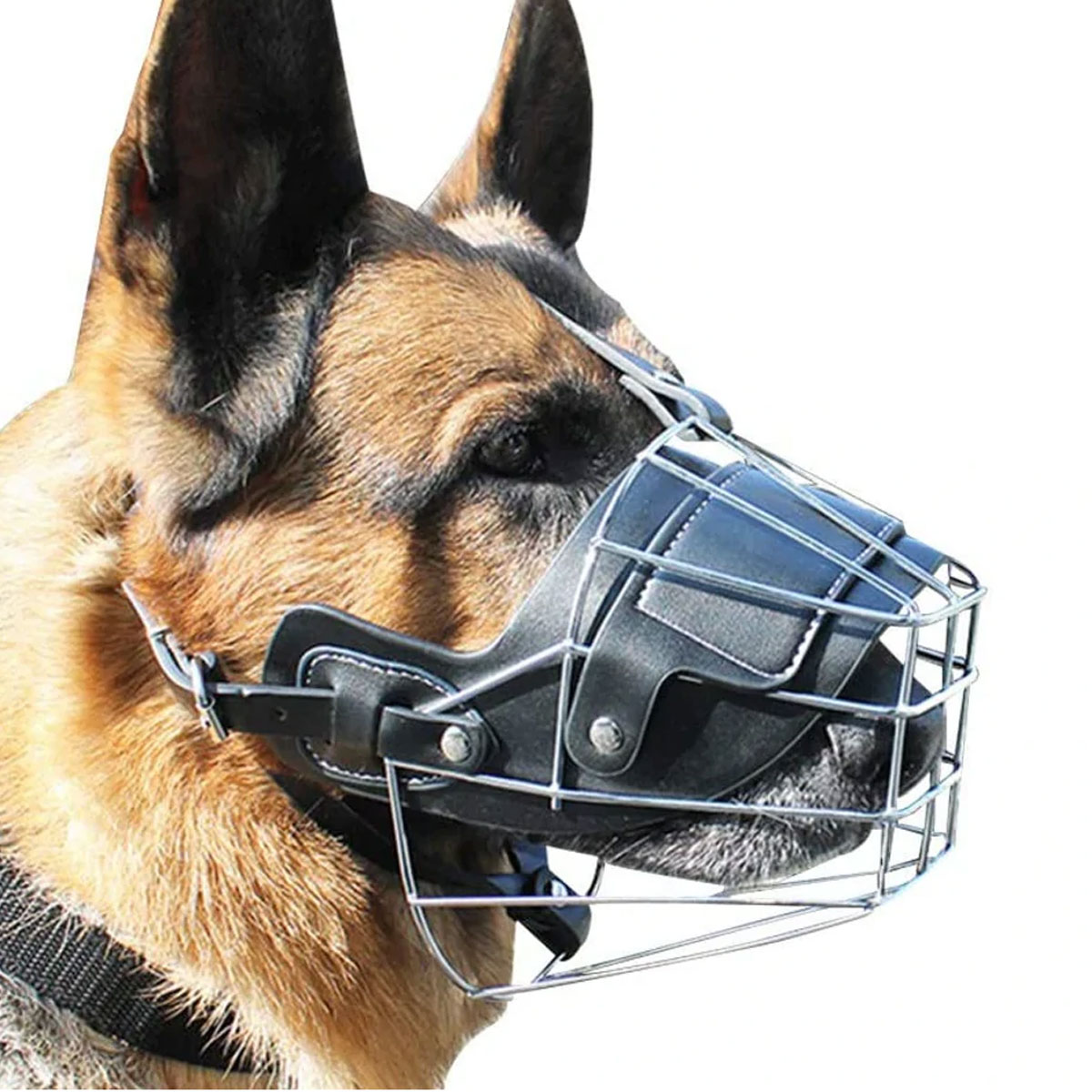 Ein Hund mit einem schwarzen und silbernen Maulkorb. Der Hund ist braun und schwarz, der Hintergrund ist weiß.