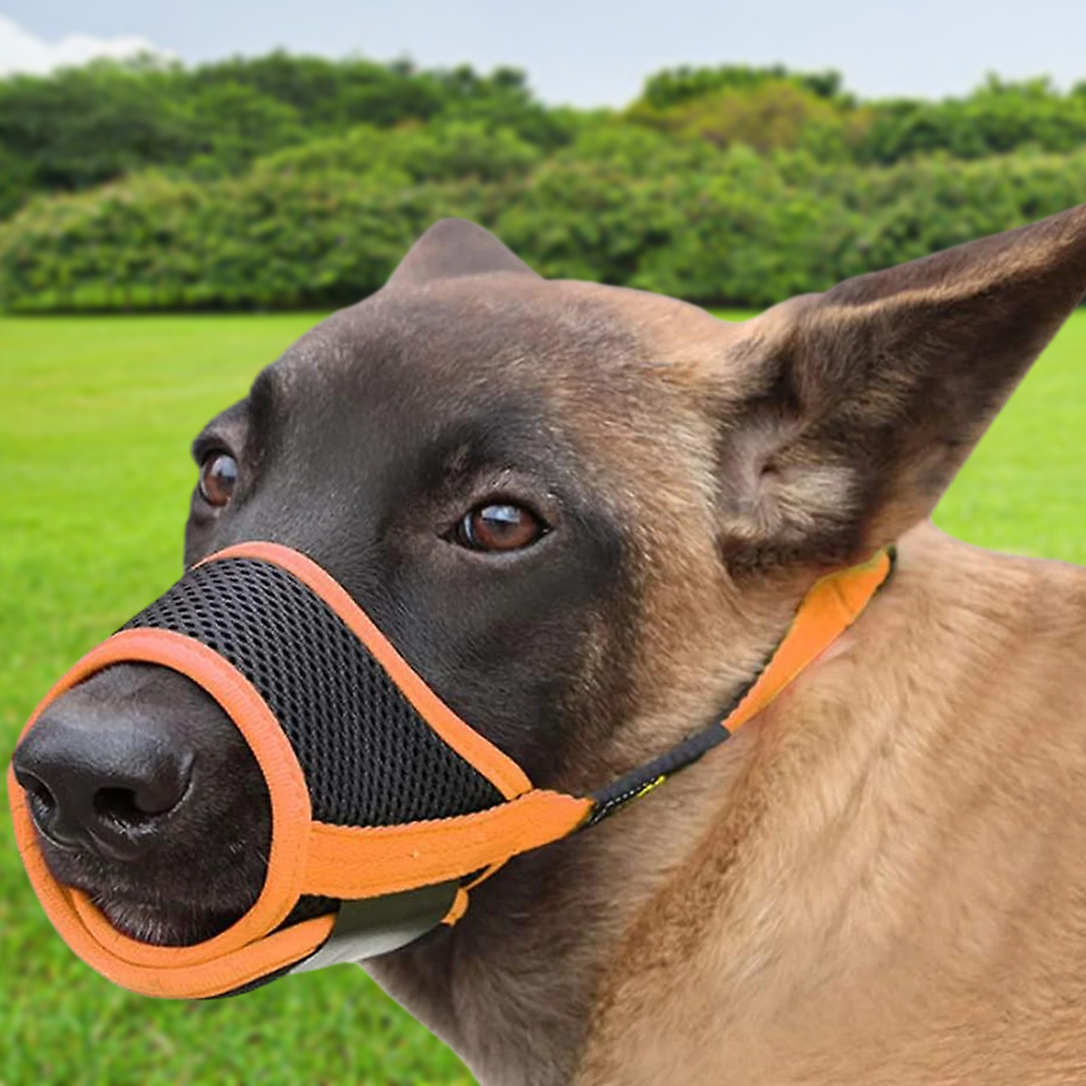 Hund mit Maulkorb. Grünes Gras und Bäume im Hintergrund.