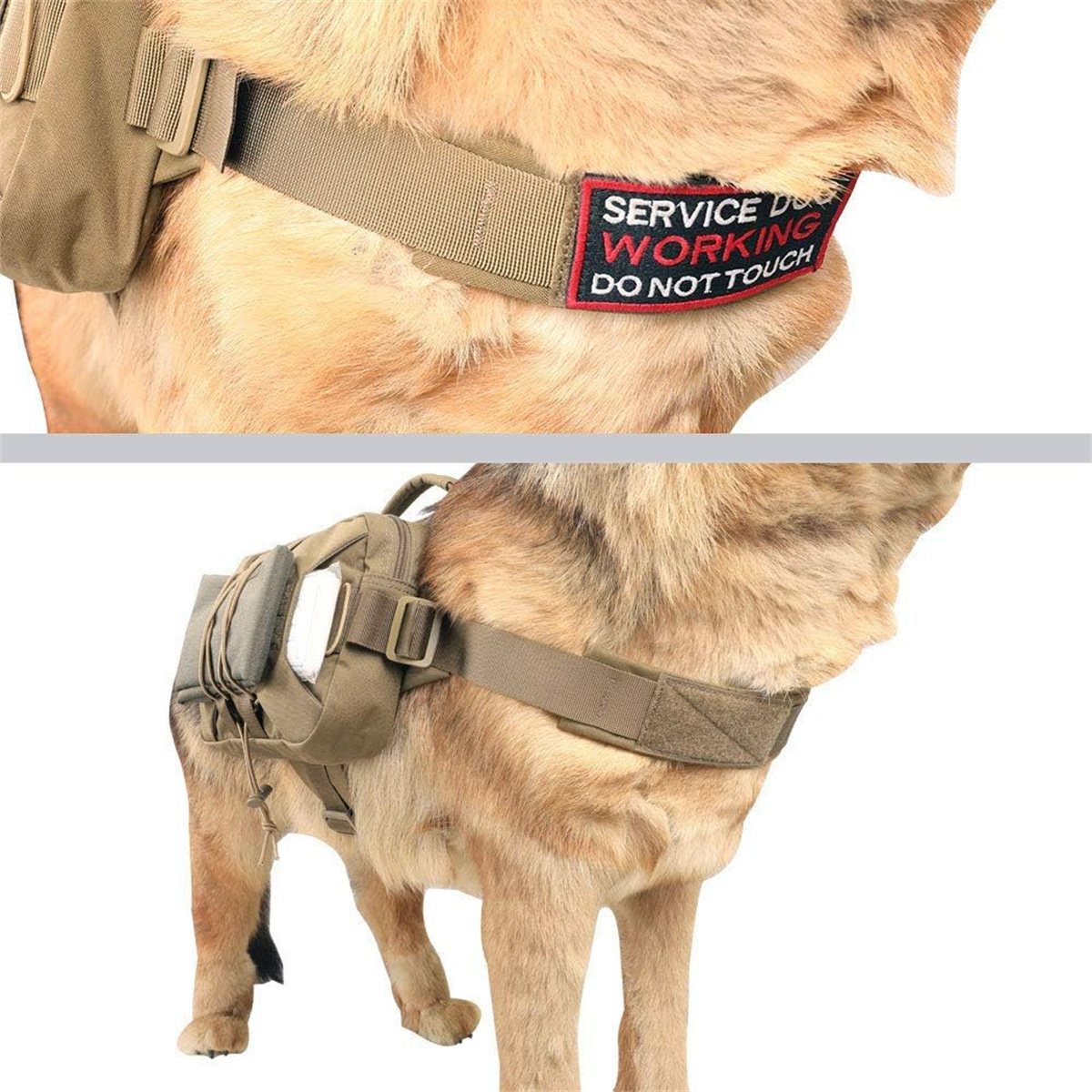 Hund mit Geschirr und Etikett: DIENSTHUND ARBEITET. Tan Fell, im Freien.