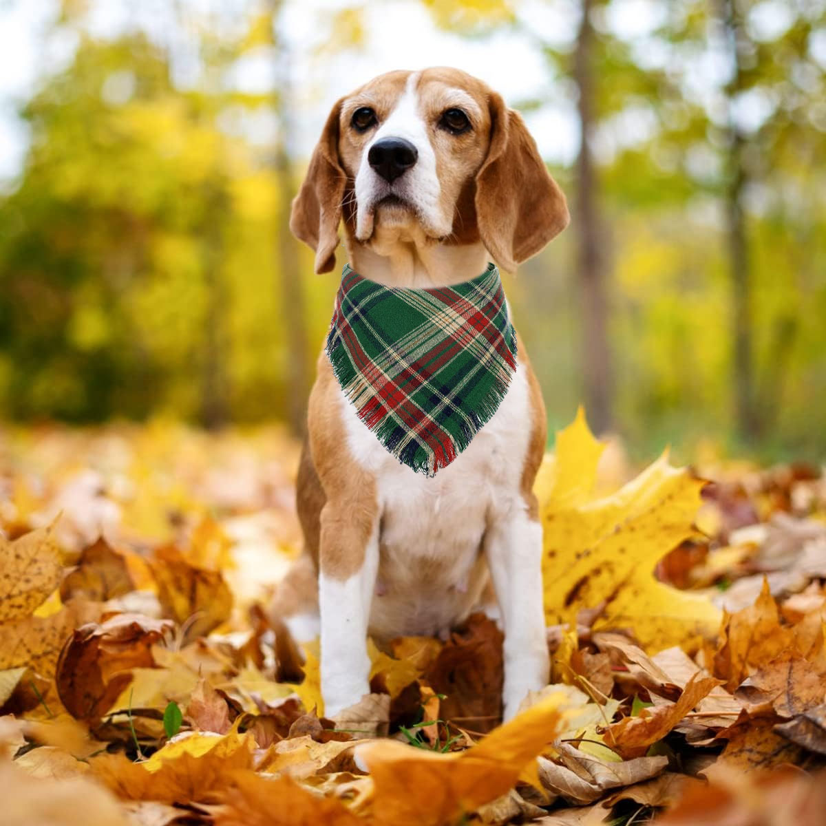 Ein Beagle mit kariertem grün-roten Halstuch sitzt in Blättern.