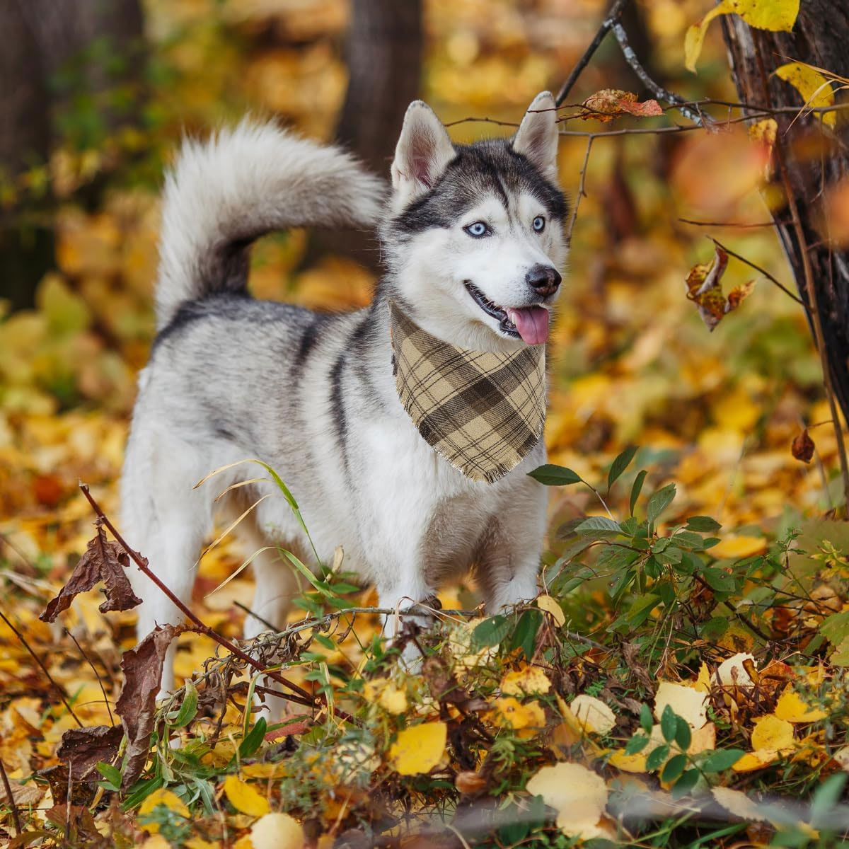 Ein Husky-Hund in einem Wald. Der Hund trägt ein kariertes Halstuch und steht zwischen abgefallenen Herbstblättern.