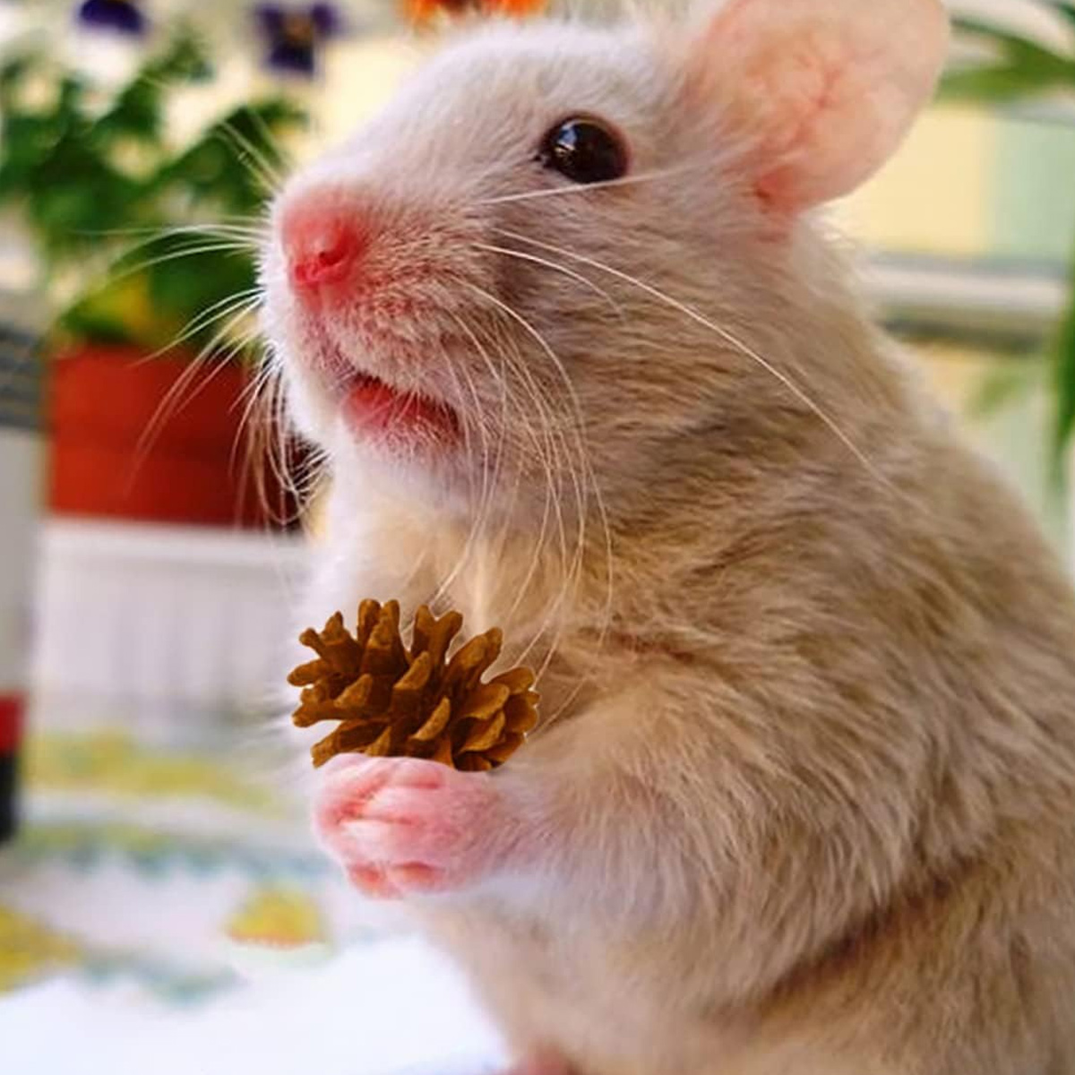 Ein kleiner, hellfarbiger Hamster, der ein Stück Futter in seinen Pfoten hält.
