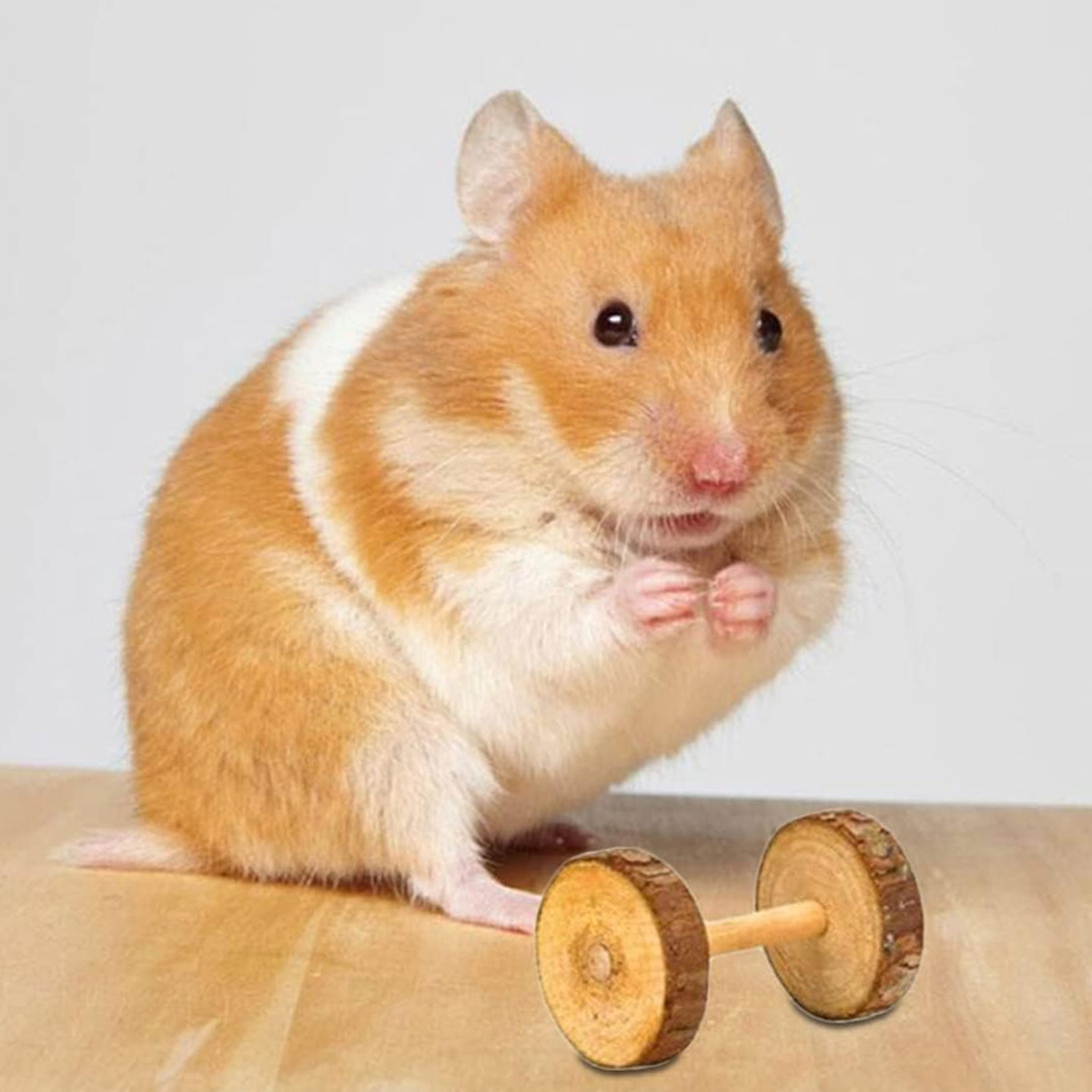 Hamster mit Hantel auf Holzoberfläche.