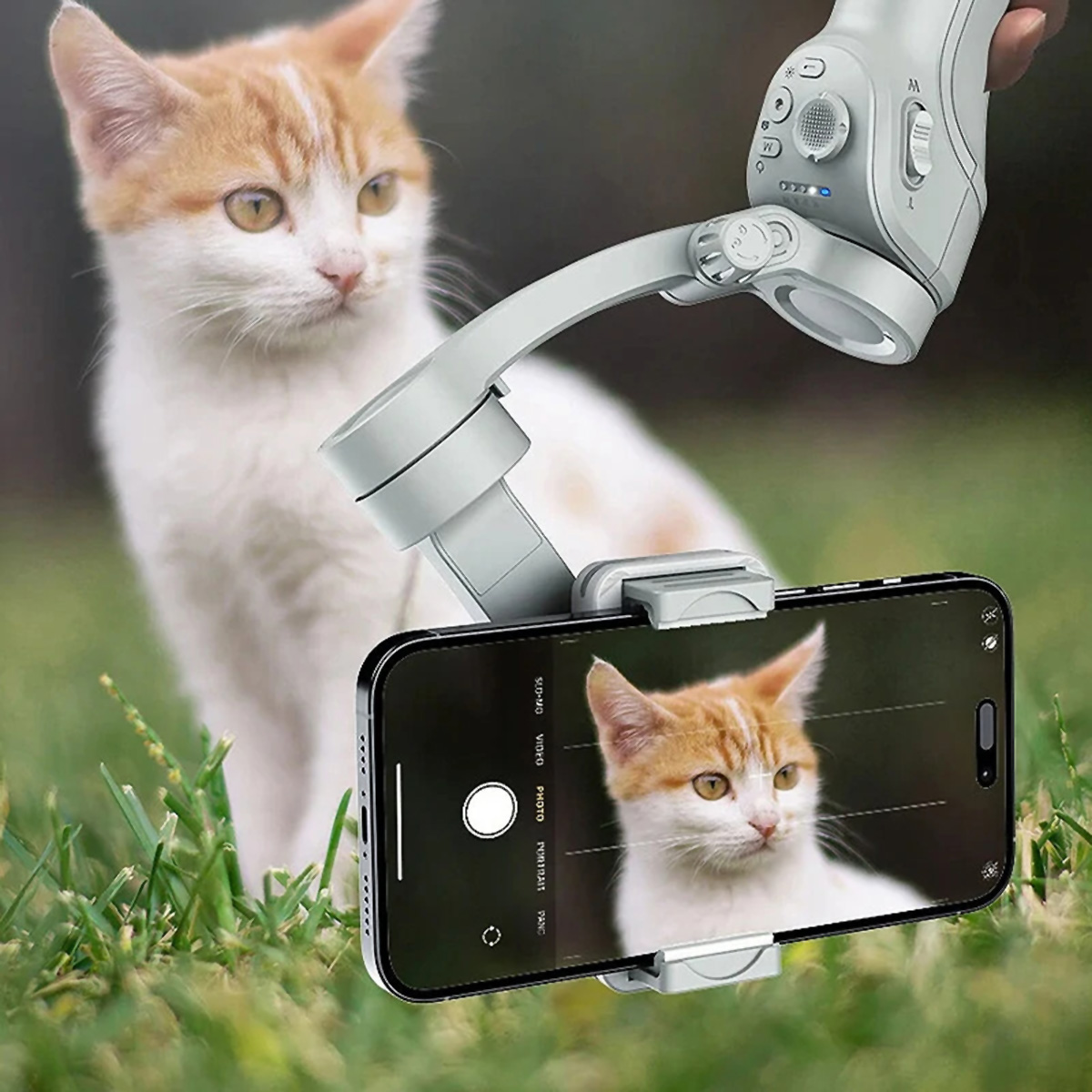 Un gato blanco y naranja está siendo filmado por un teléfono unido a un gimbal, fondo de césped verde.