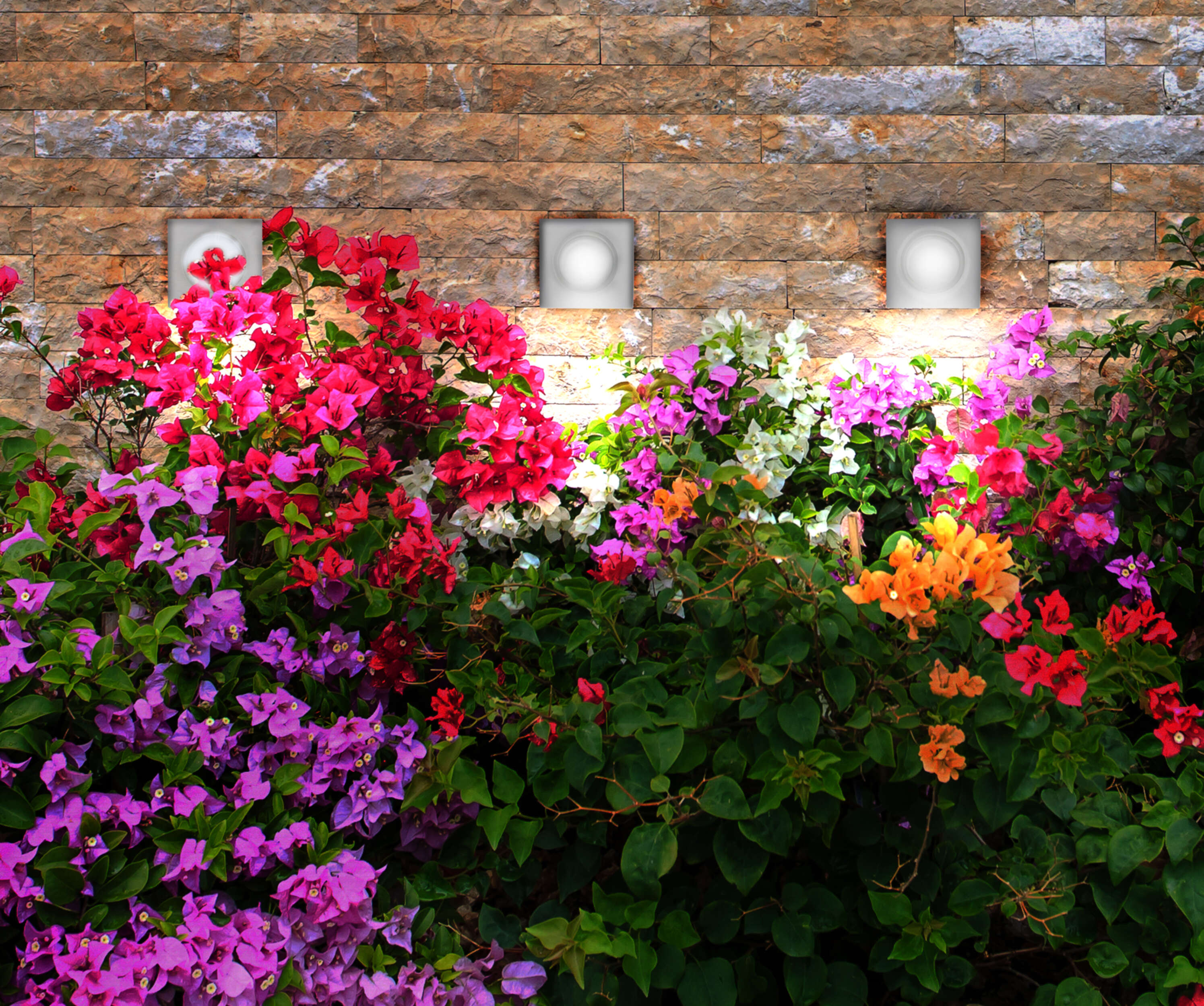 Bougainvillea-Blüten in Rosa, Rot, Weiß und Orange wachsen an einer Ziegelmauer mit drei Lichtern.