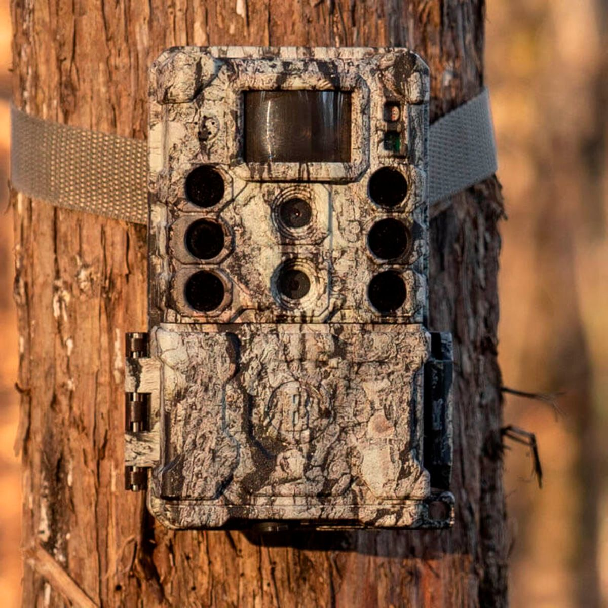 Una fotocamera mimetica è fissata a un tronco d'albero con una cinghia grigia.