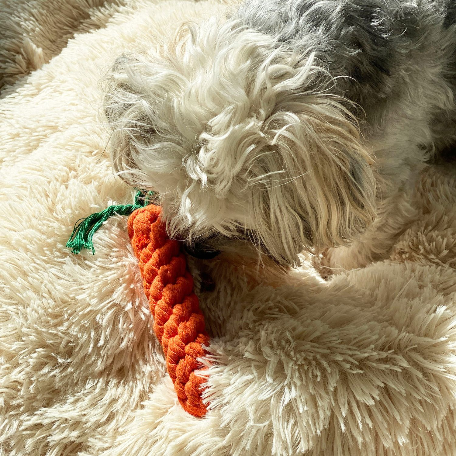 Ein Hund auf einer flauschigen Decke mit einem orangefarbenen Karottenspielzeug.