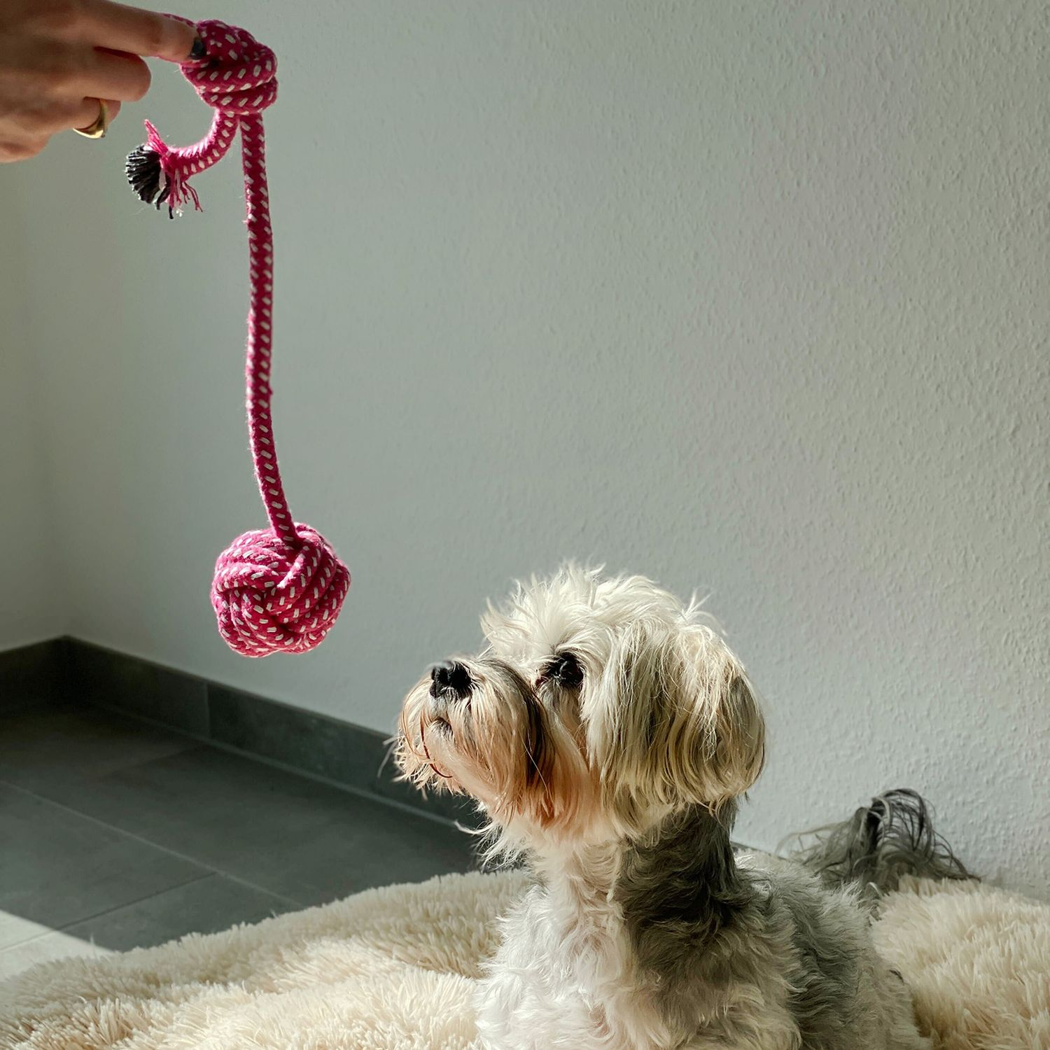 Ein Hund schaut auf ein rosa-weißes Seilspielzeug, gehalten von einer Hand.