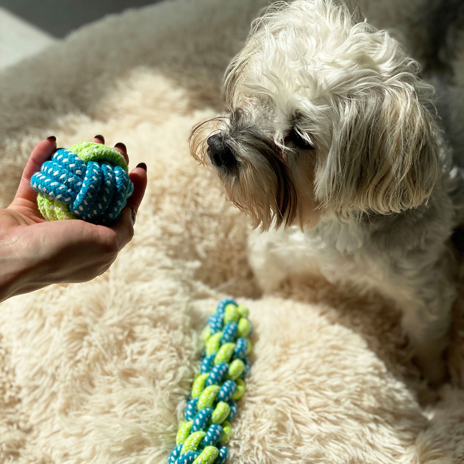 Eine Person hält ein blaues und grünes Hundespielzeug. Ein kleiner weißer Hund schaut auf ein anderes Spielzeug.