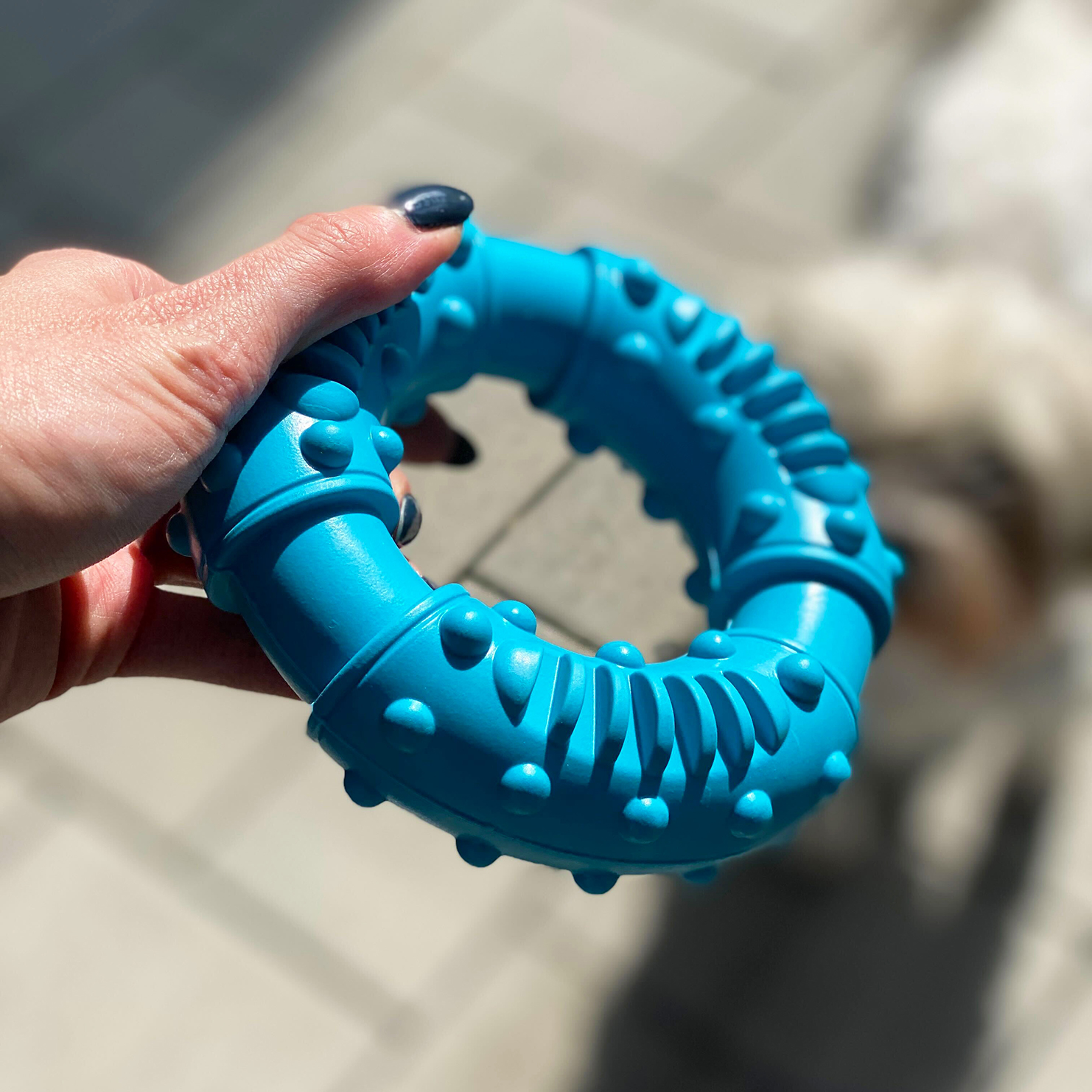 Eine Hand hält einen blauen Hundespielzeugring mit strukturierter Oberfläche, im Hintergrund ein Hund.