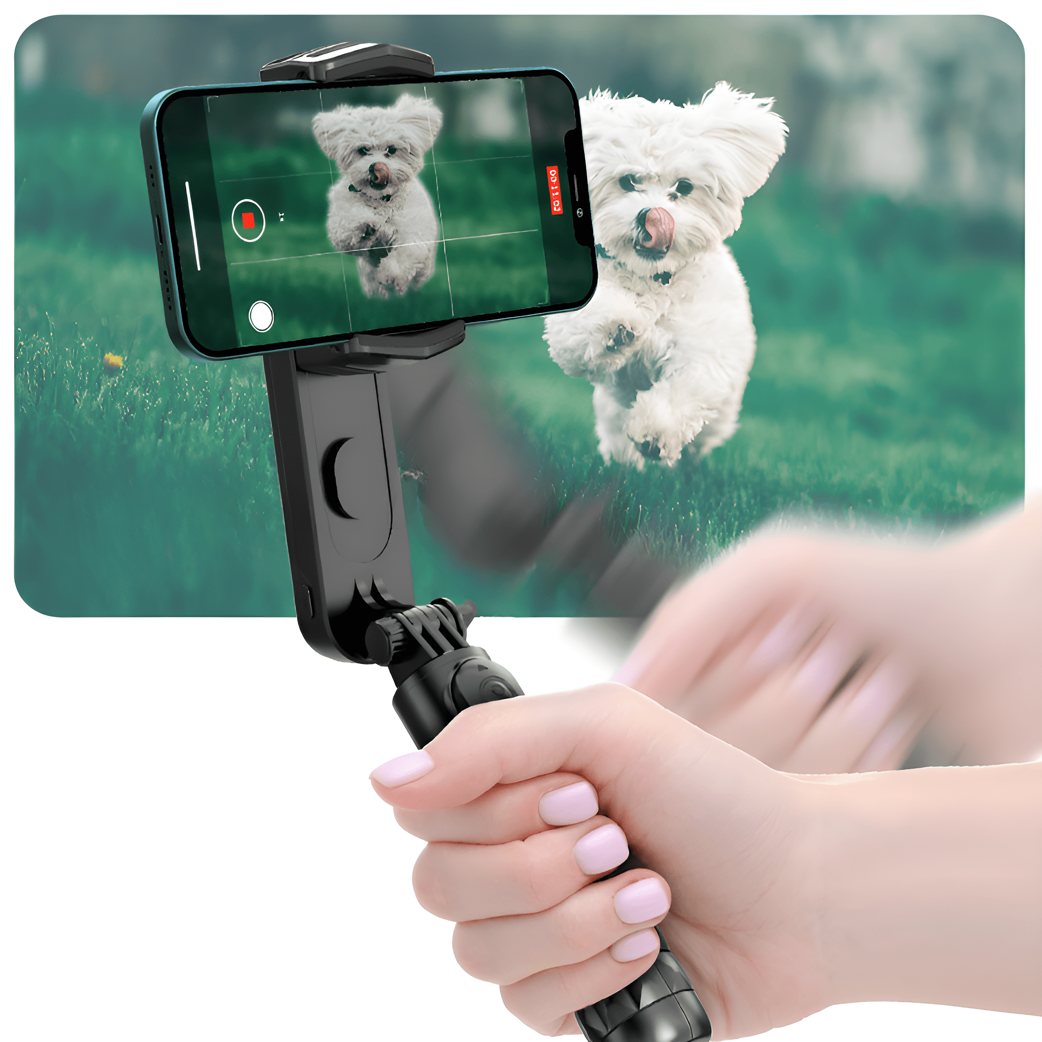 Eine Person hält ein Telefon, das einen Hund beim Springen auf Gras filmt. Ein Selfie-Stick ist auch zu sehen.