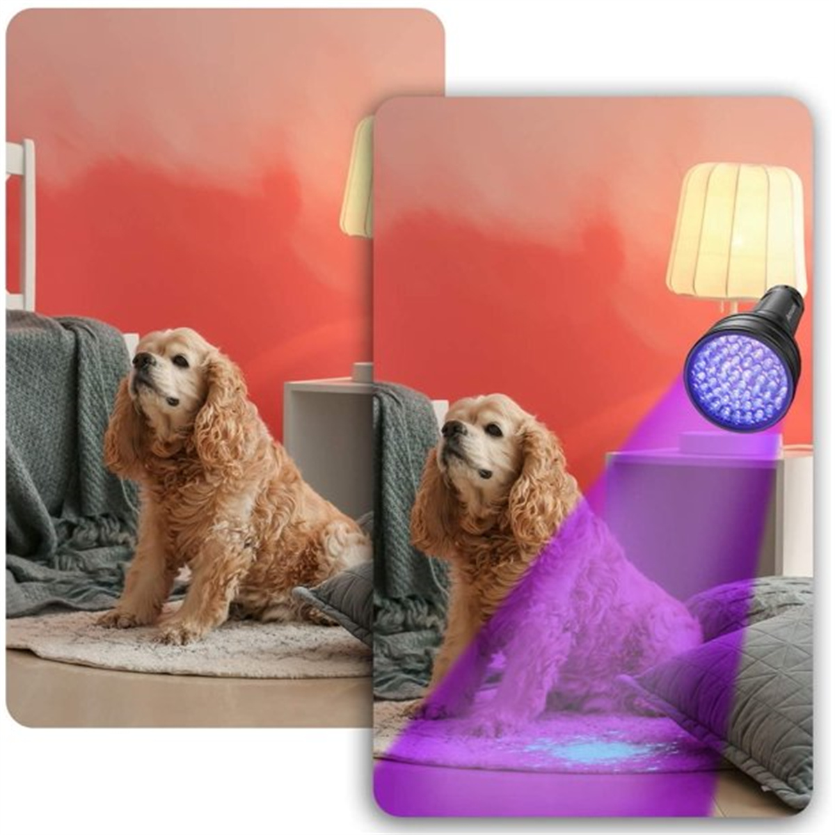 Zwei Bilder eines Hundes, eines unter normalem Licht und eines unter violettem UV-Licht, das Flecken zeigt.