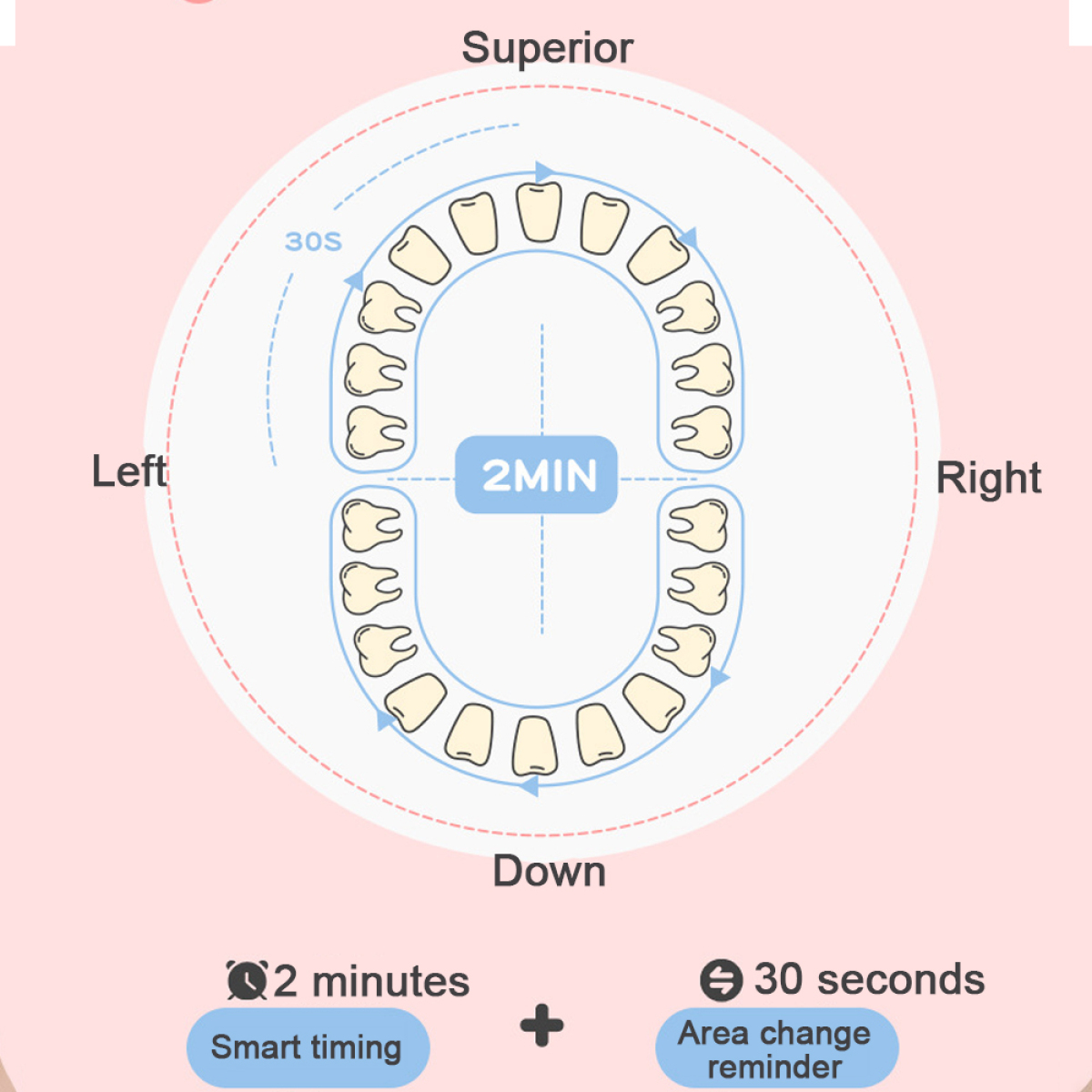 Diagramm der Zähne, das die Putzrichtungen und das Timing zeigt: 2 Minuten, 30 Sekunden.