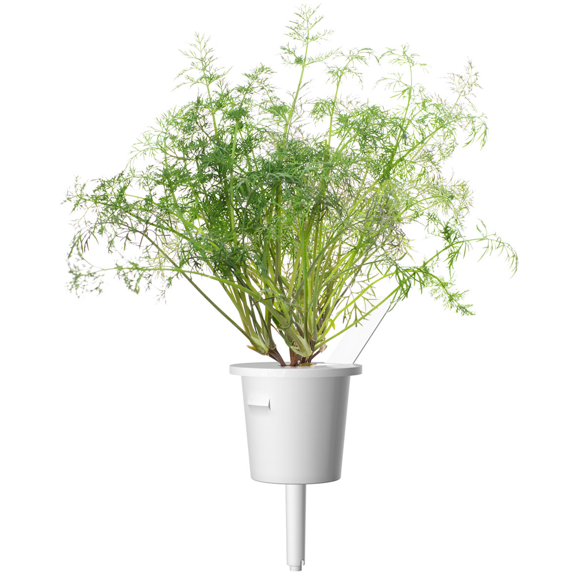 Un pot blanc avec une plante verte. La plante a de fines feuilles et tiges vertes. Fond blanc.