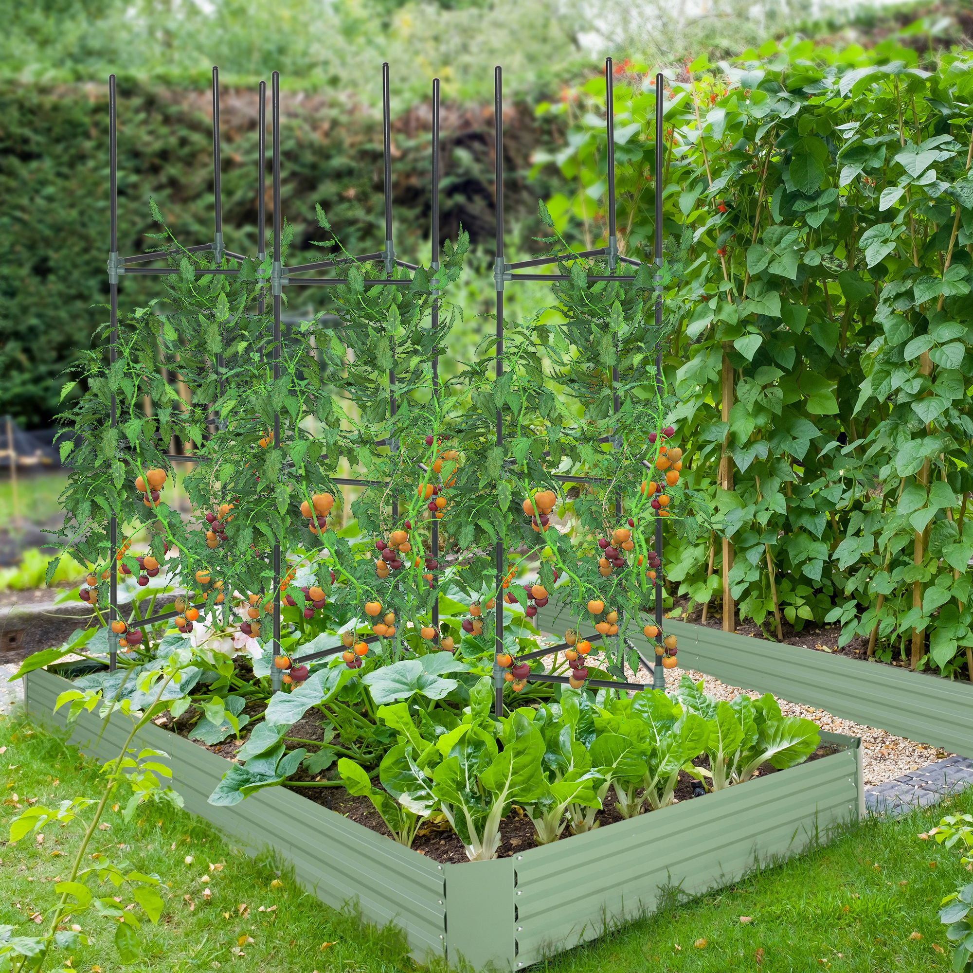 Camas de jardín metálicas con plantas de tomate. Los enrejados sostienen las plantas. Follaje verde y tomates.