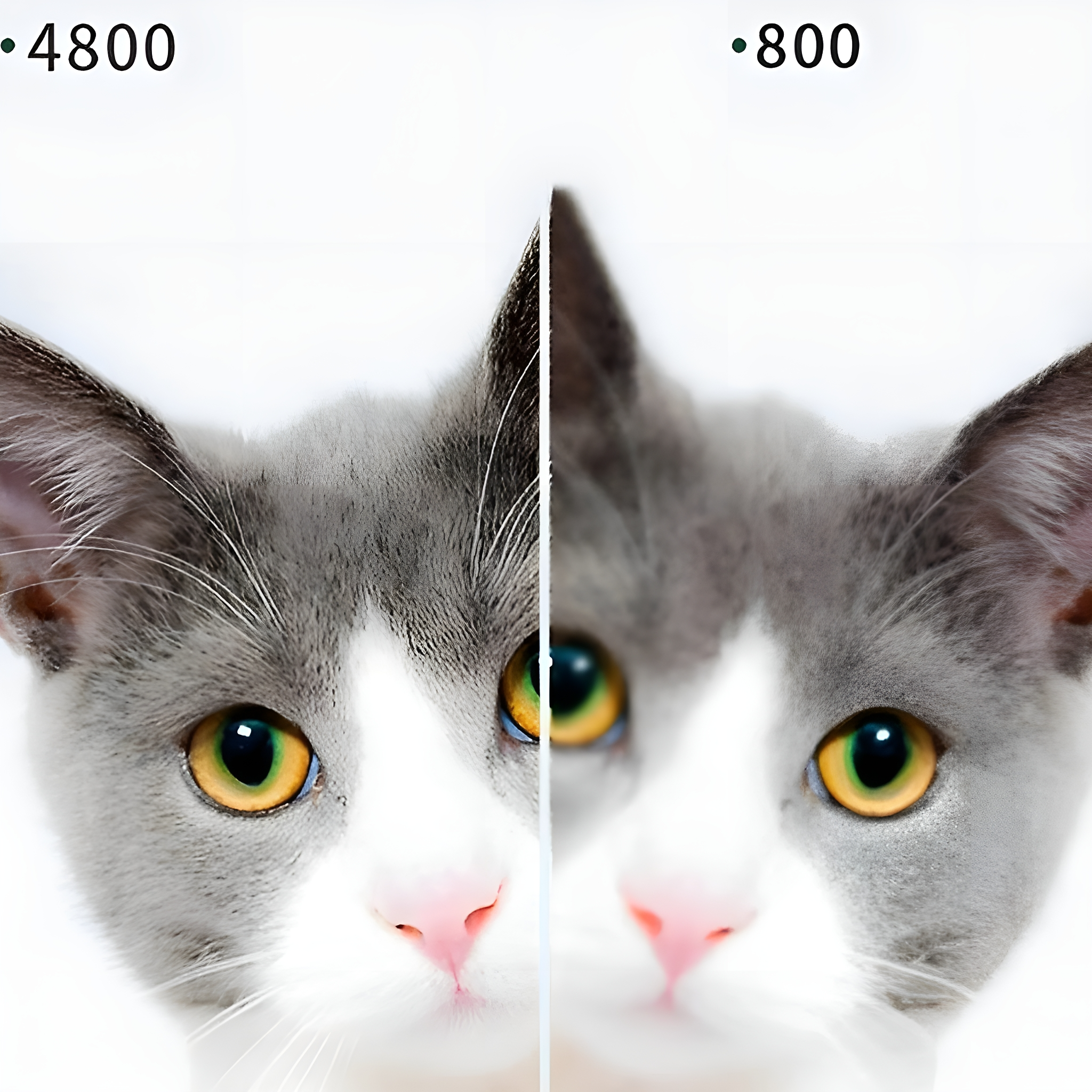 Zwei Katzenköpfe, einer verschwommen. Katzen haben gelbe Augen und rosa Nasen. Einer ist scharf, der andere unscharf.