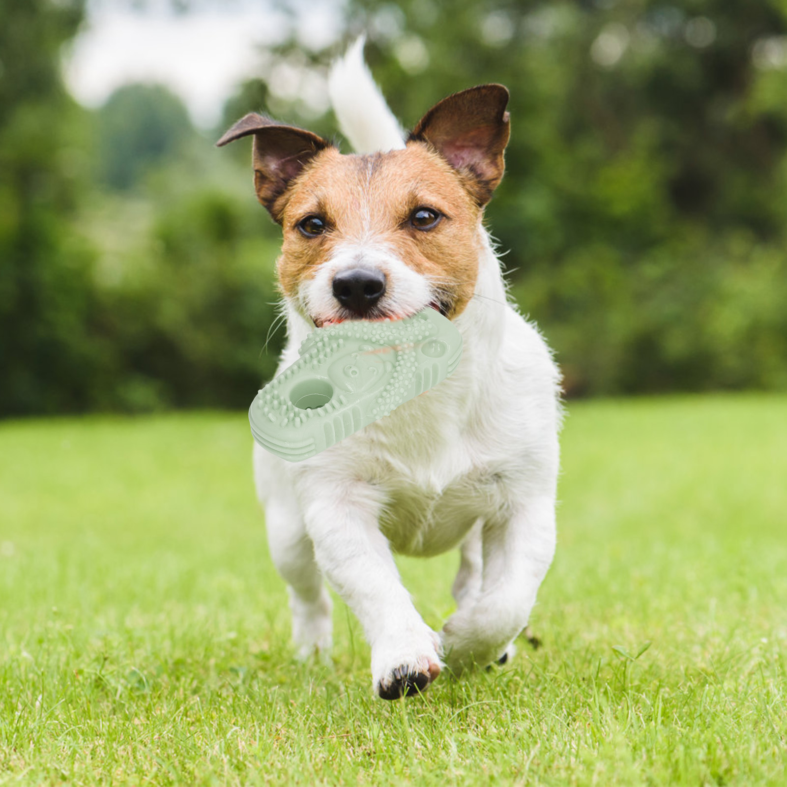 Jack Russell Terrier rennt auf Gras, hält ein grünes Kauspielzeug.