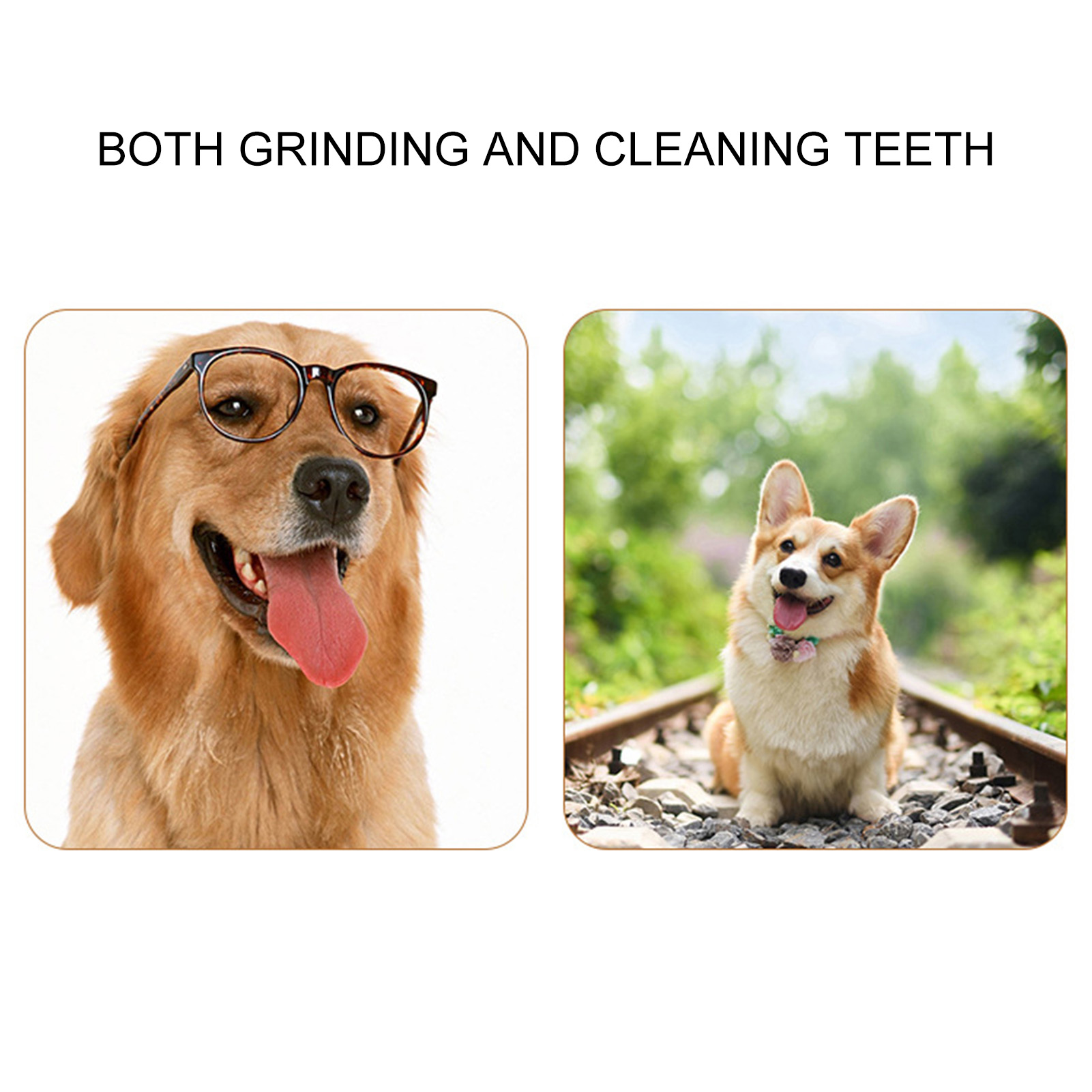 Golden Retriever mit Brille und Corgi-Hund. Beide lächeln, Zunge draußen, auf weißem Hintergrund.