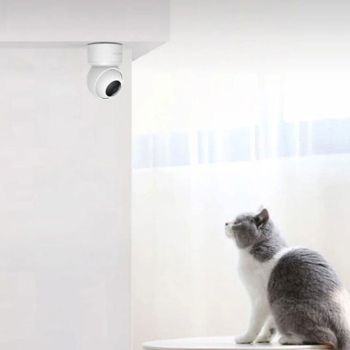 Eine weiße Überwachungskamera an der Decke, eine Katze sitzt und schaut sie an.