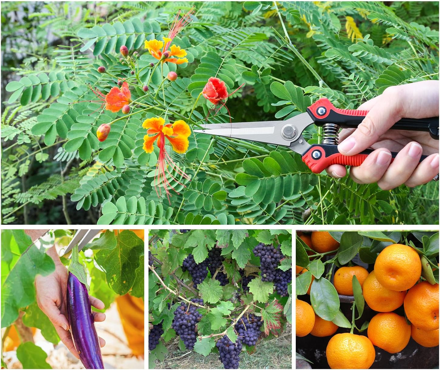 Eine Reihe von Bildern mit Gartengeräten und Produkten: Schere, Blume, Aubergine, Trauben, Orangen.