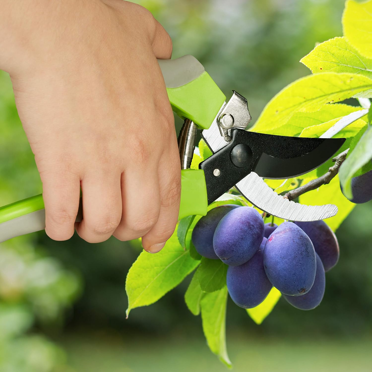 Eine Hand hält eine Gartenschere und schneidet einen Zweig mit reifen, lila Früchten ab.