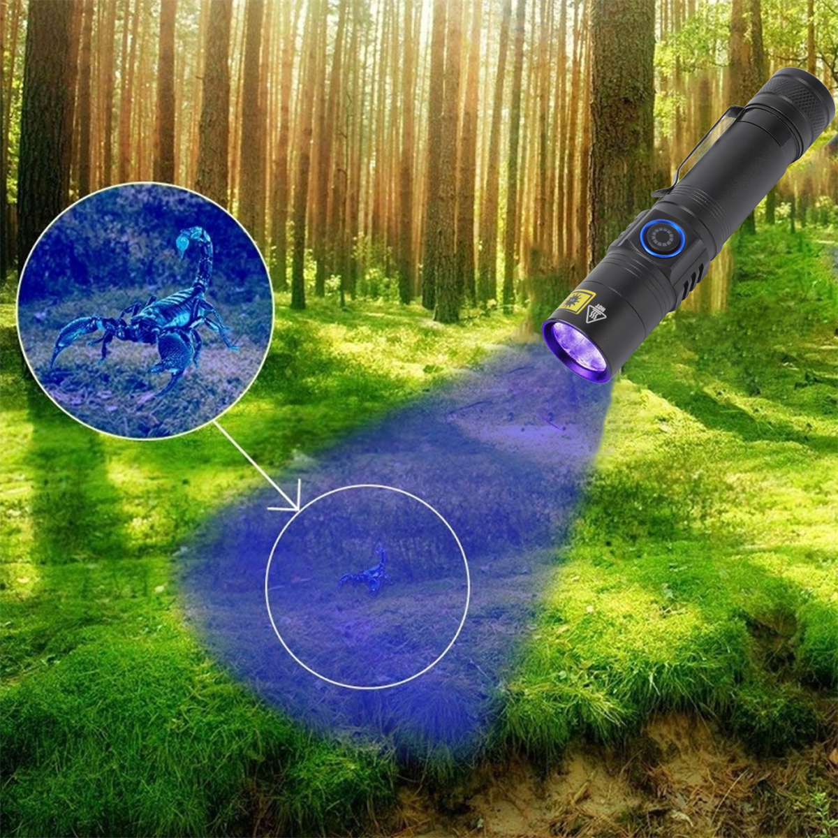 Eine Taschenlampe beleuchtet einen Skorpion im Wald. Das Licht ist blau.