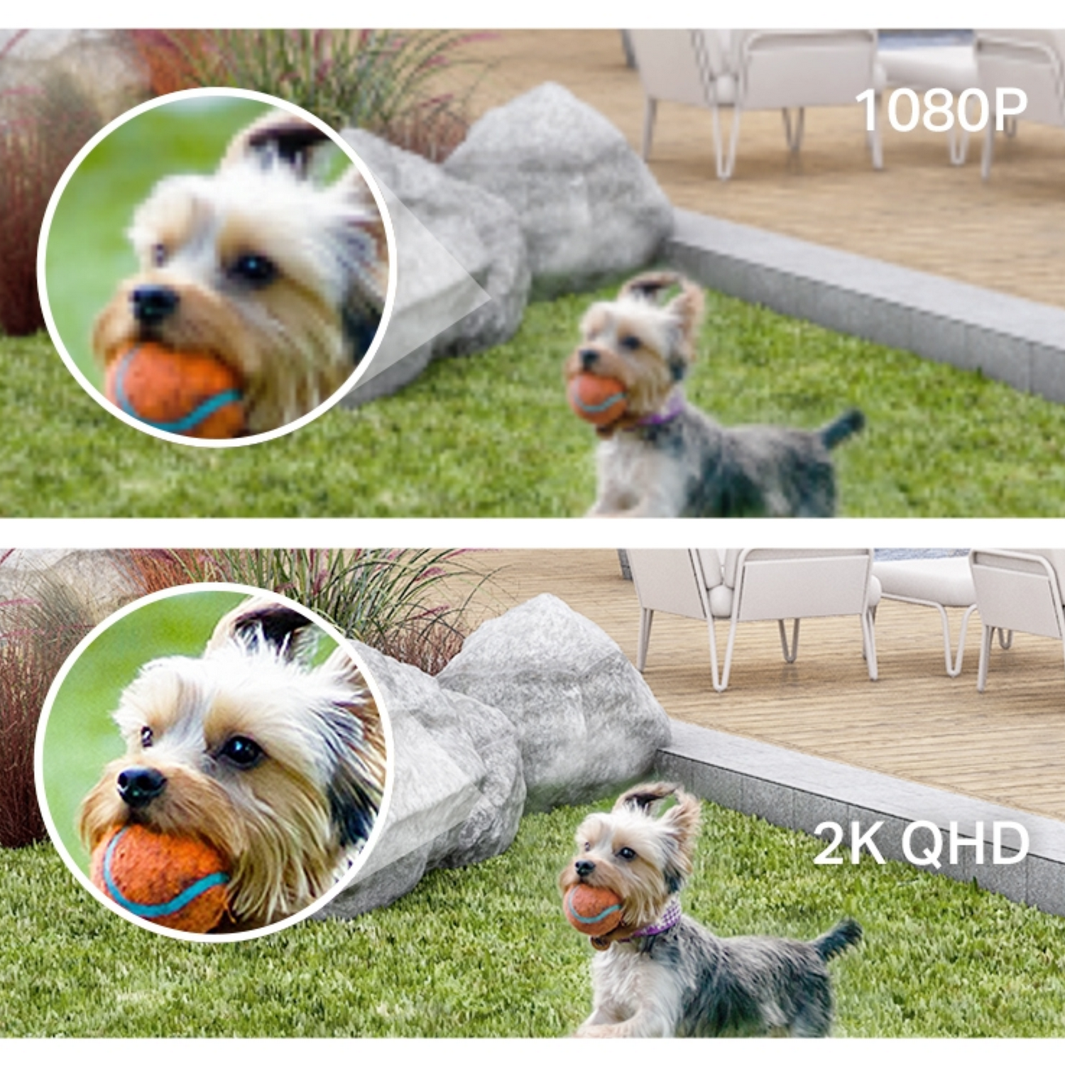 Due immagini: Cane con palla, una in 1080p, una in 2K QHD.