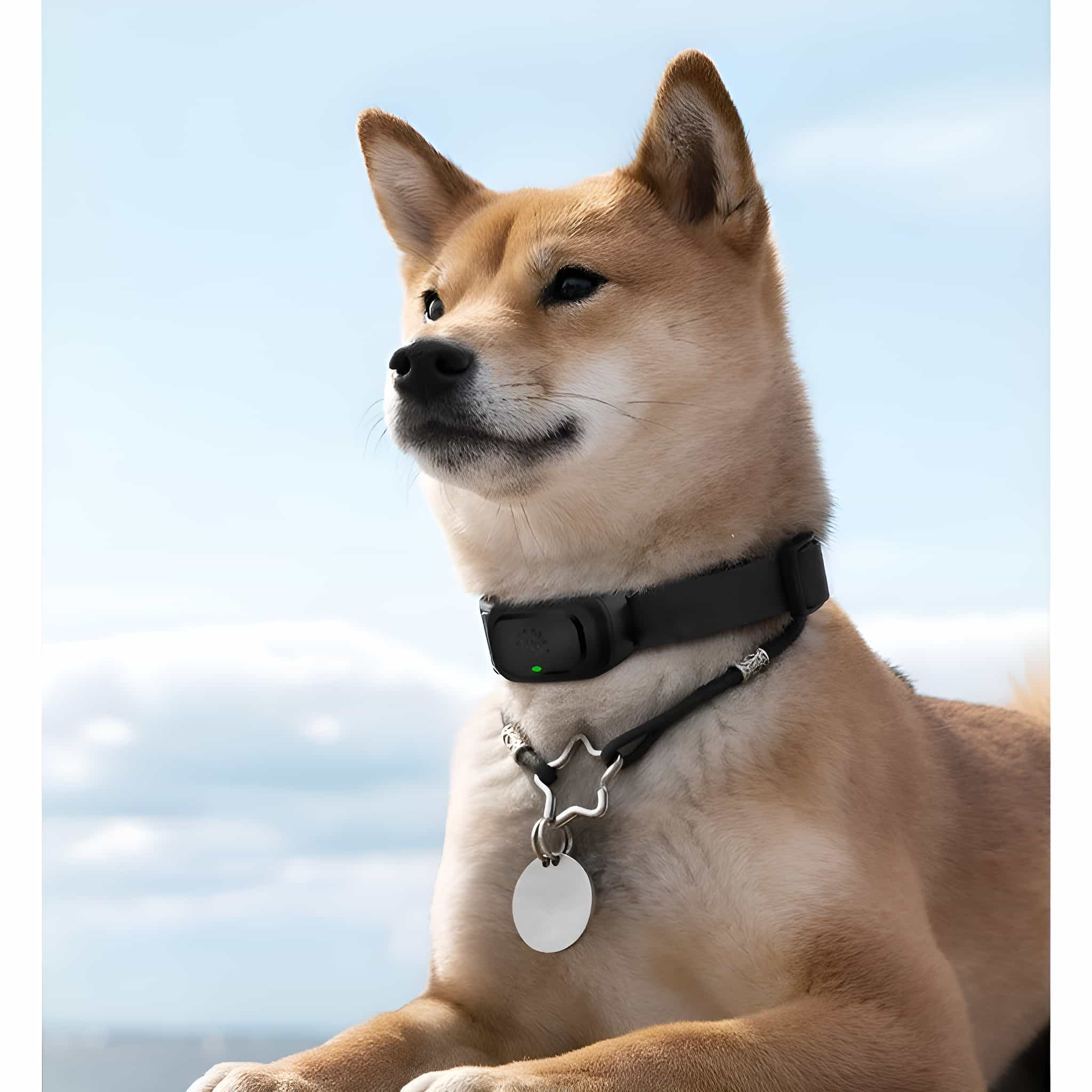 Ein Shiba Inu-Hund mit schwarzem Halsband und Anhänger vor blauem Himmel.