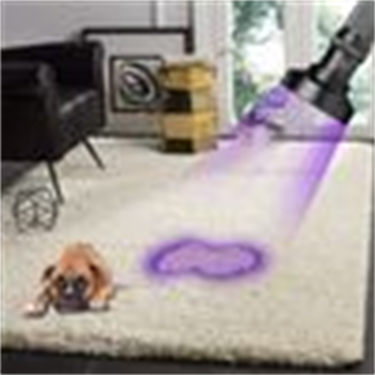 Ein kleiner Hund auf einem Teppich, der mit UV-Licht gereinigt wird. Ein violetter Fleck ist sichtbar.