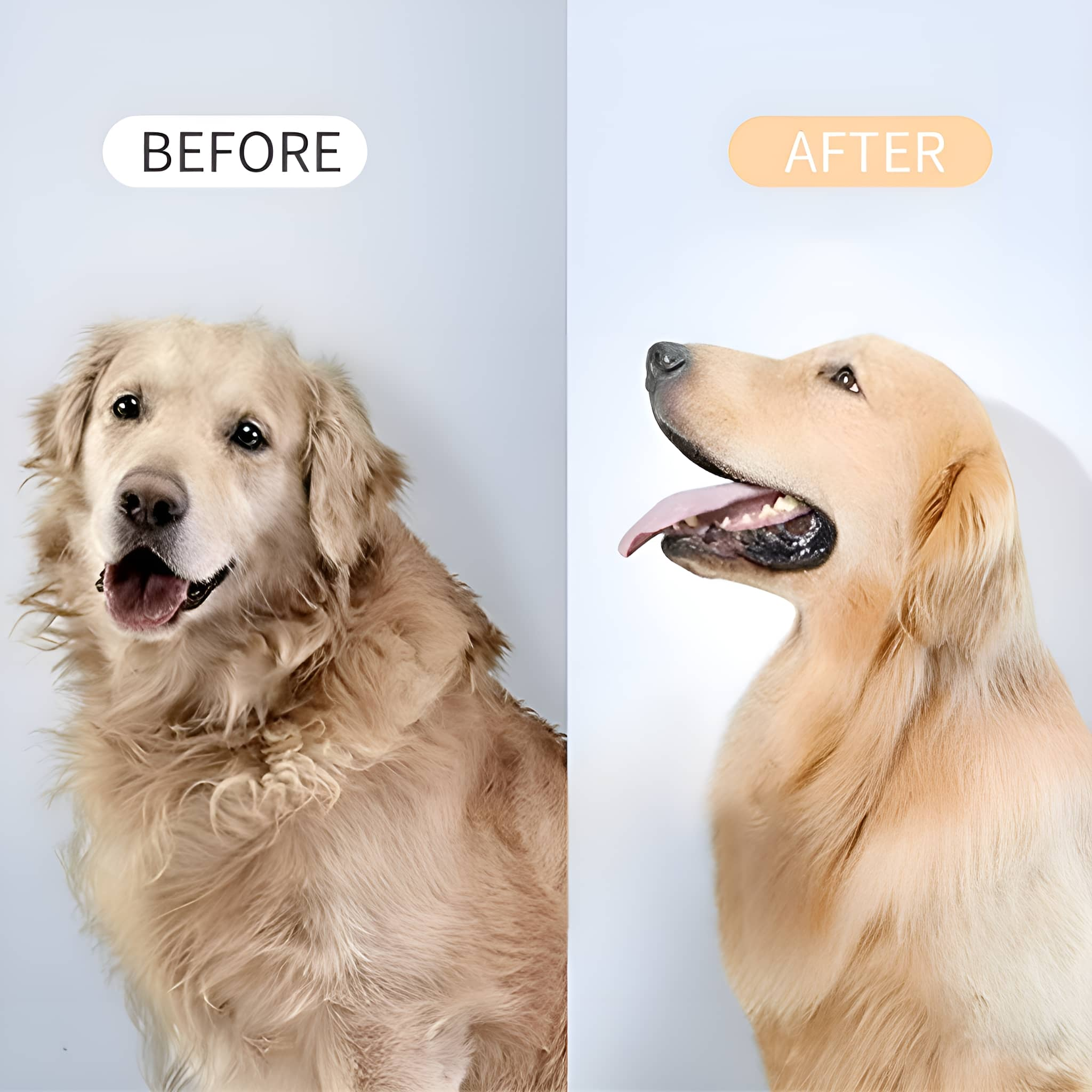 Ein gespaltener Bildvergleich zeigt einen ungepflegten Golden Retriever links und denselben Hund frisch gebürstet rechts.