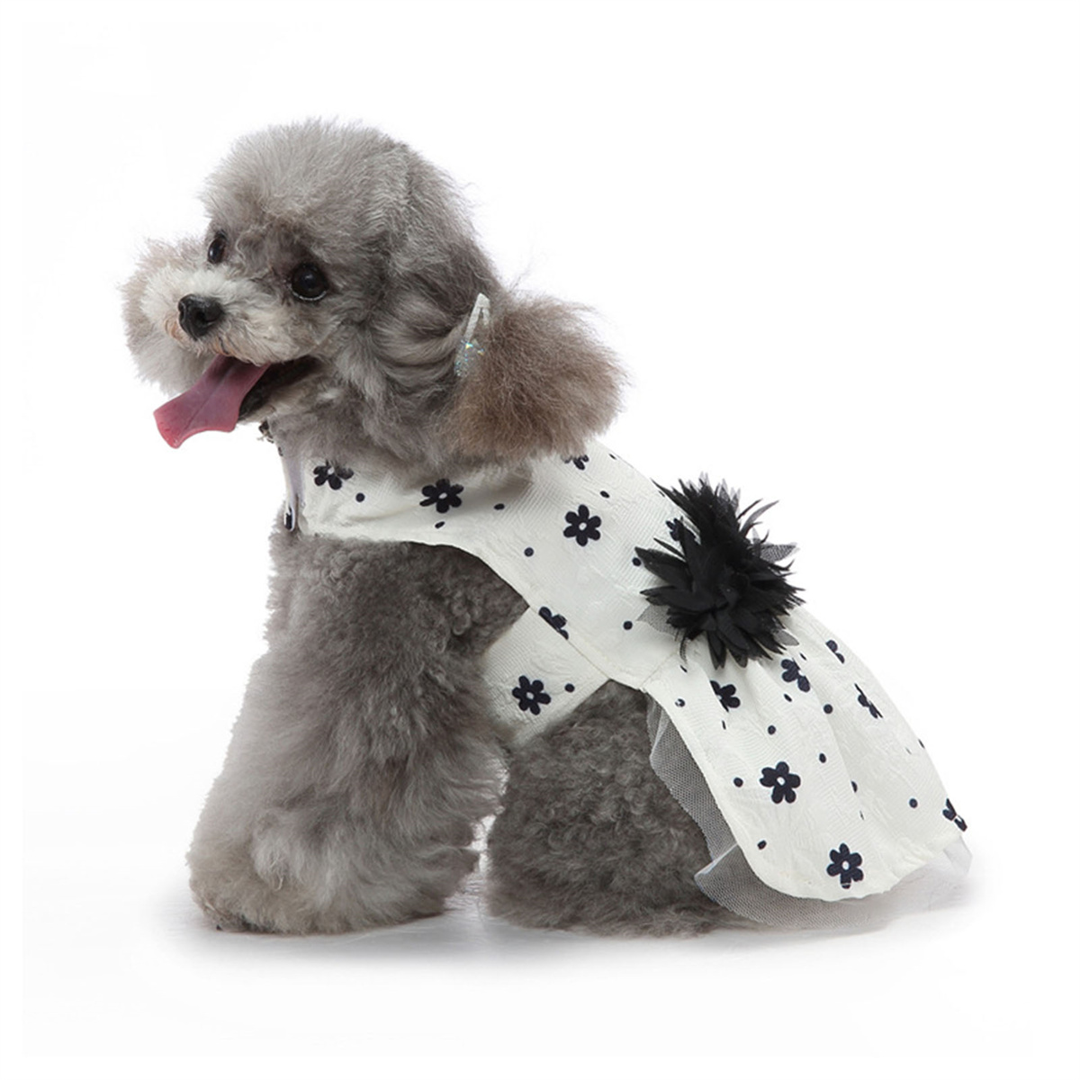 Ein kleiner Hund, der ein weißes Kleid mit schwarzen Blumenmustern und einer schwarzen, flauschigen Verzierung trägt.